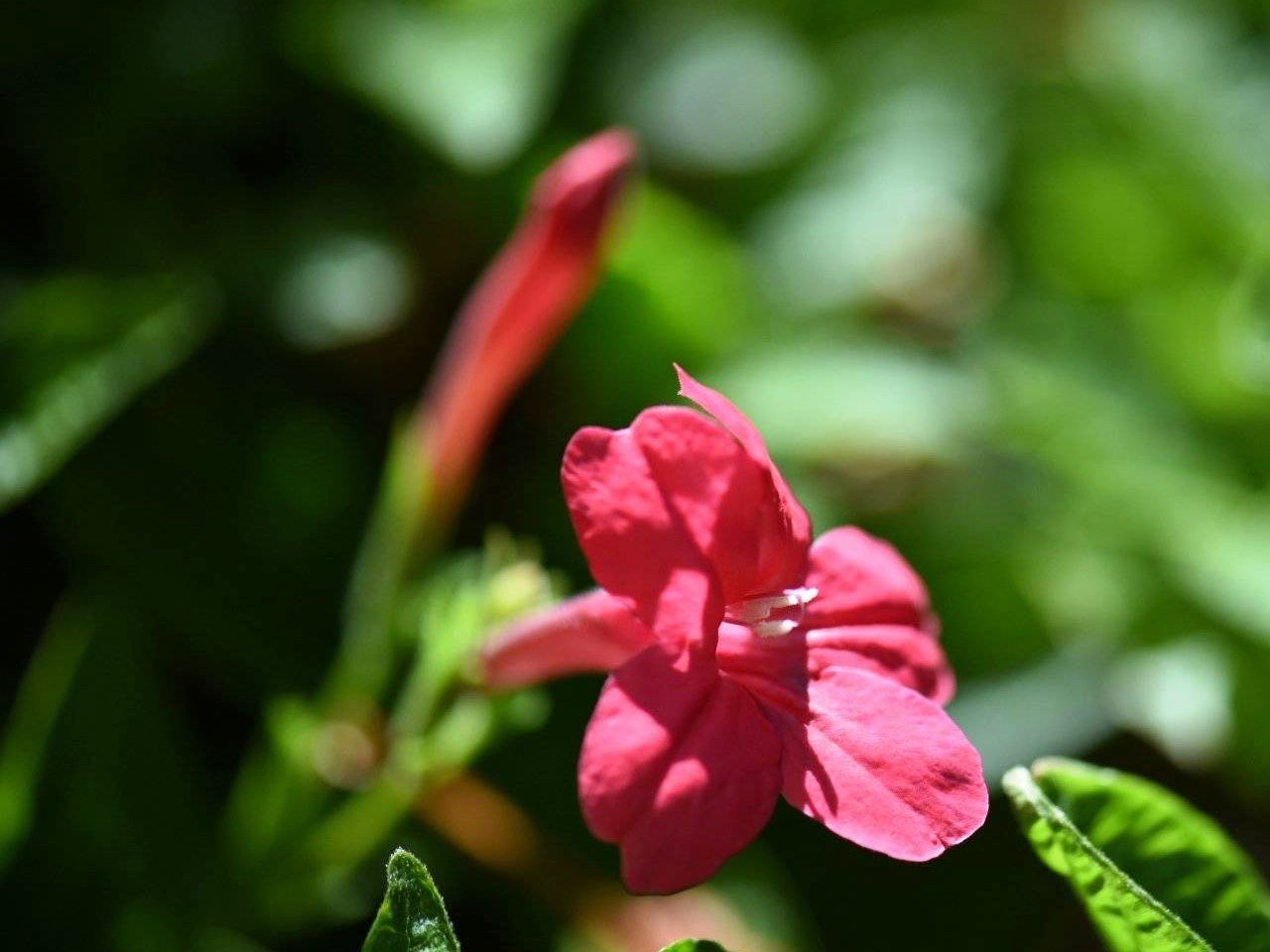 【首发】芦莉花