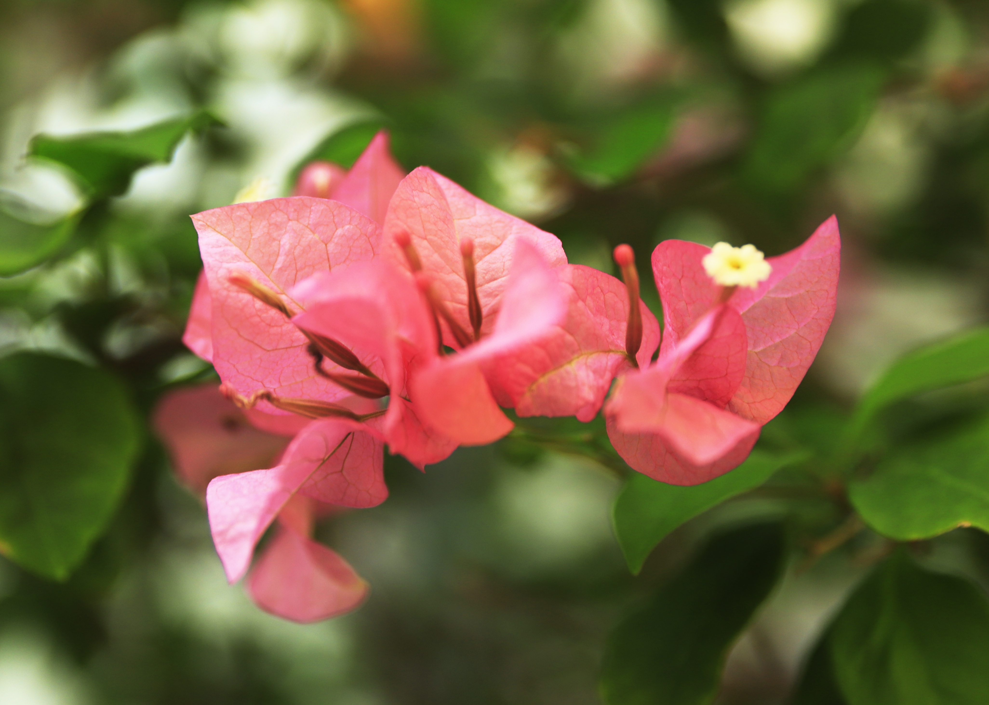花海踏浪飘然醉,归来余香盈室堂——盘锦"锦绣花谷"游记