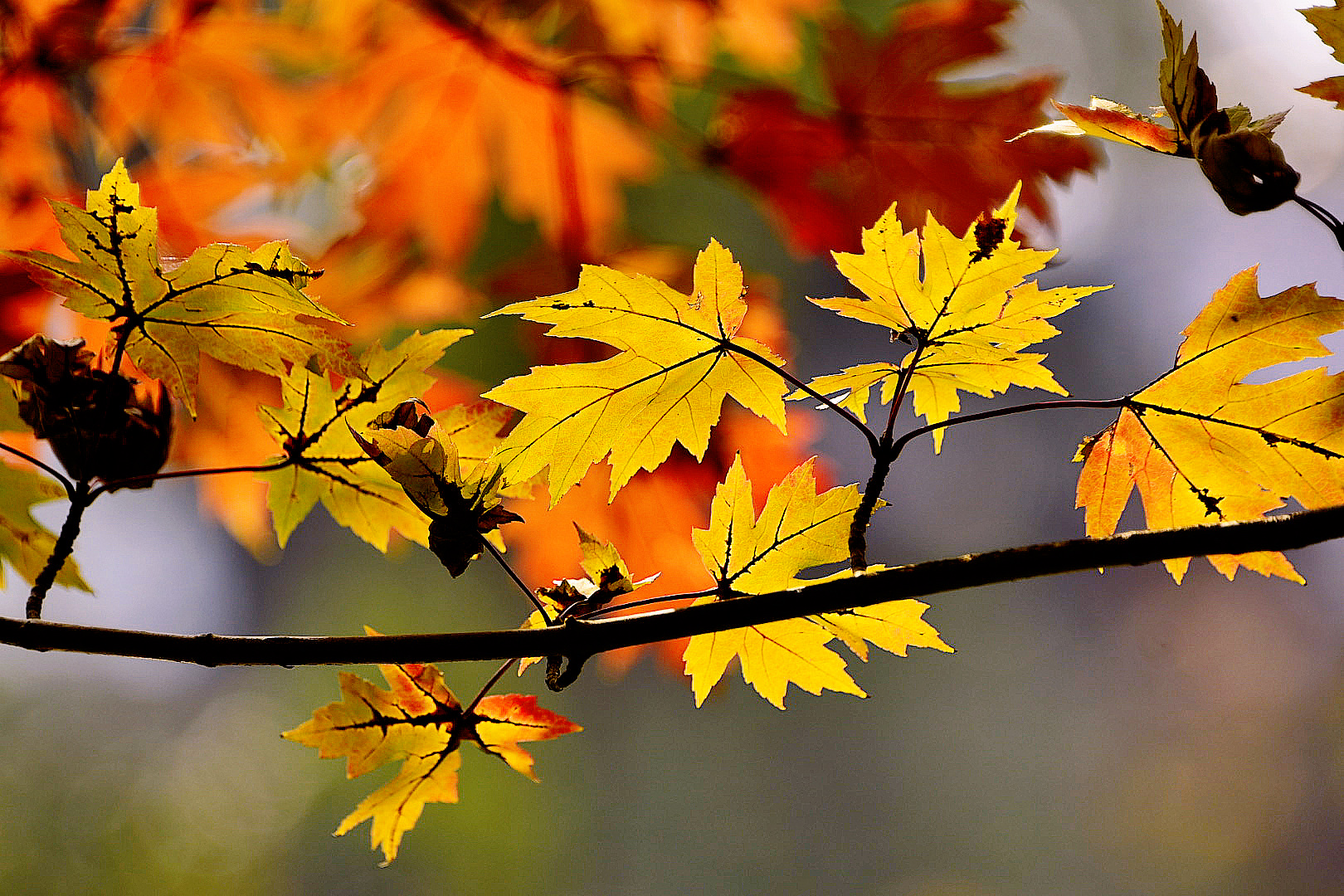 【首发】秋阳下的糖枫美轮美奂