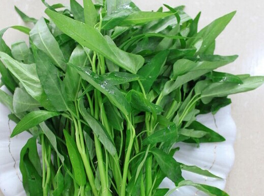 无心的空心菜文经典清秋