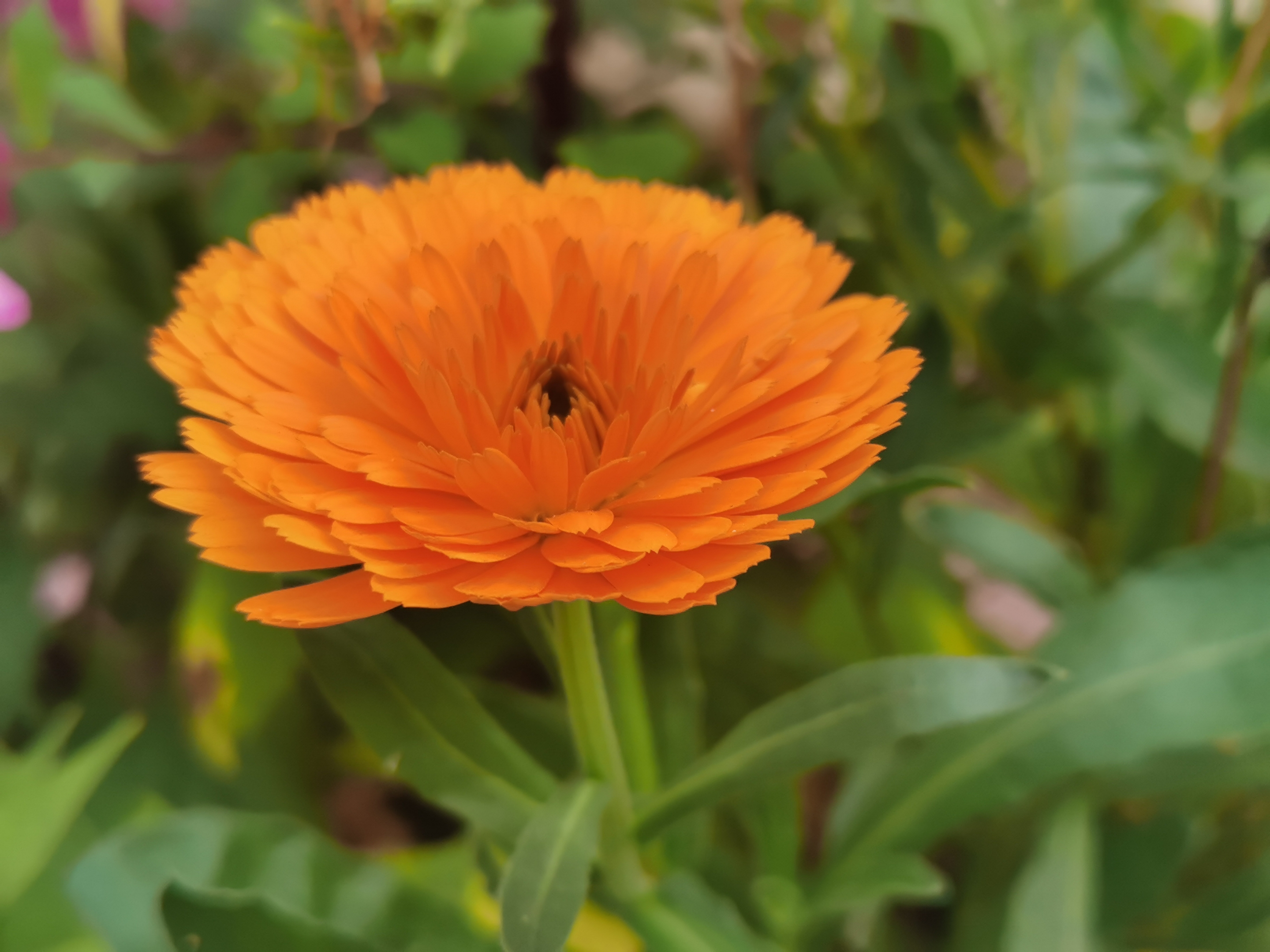 金盏花(二)(首发)