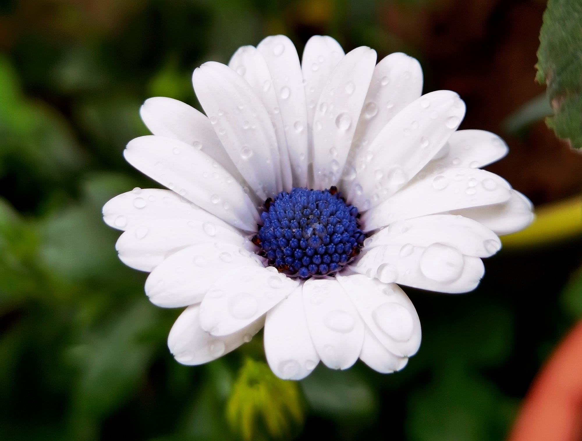 【首发】蓝目菊