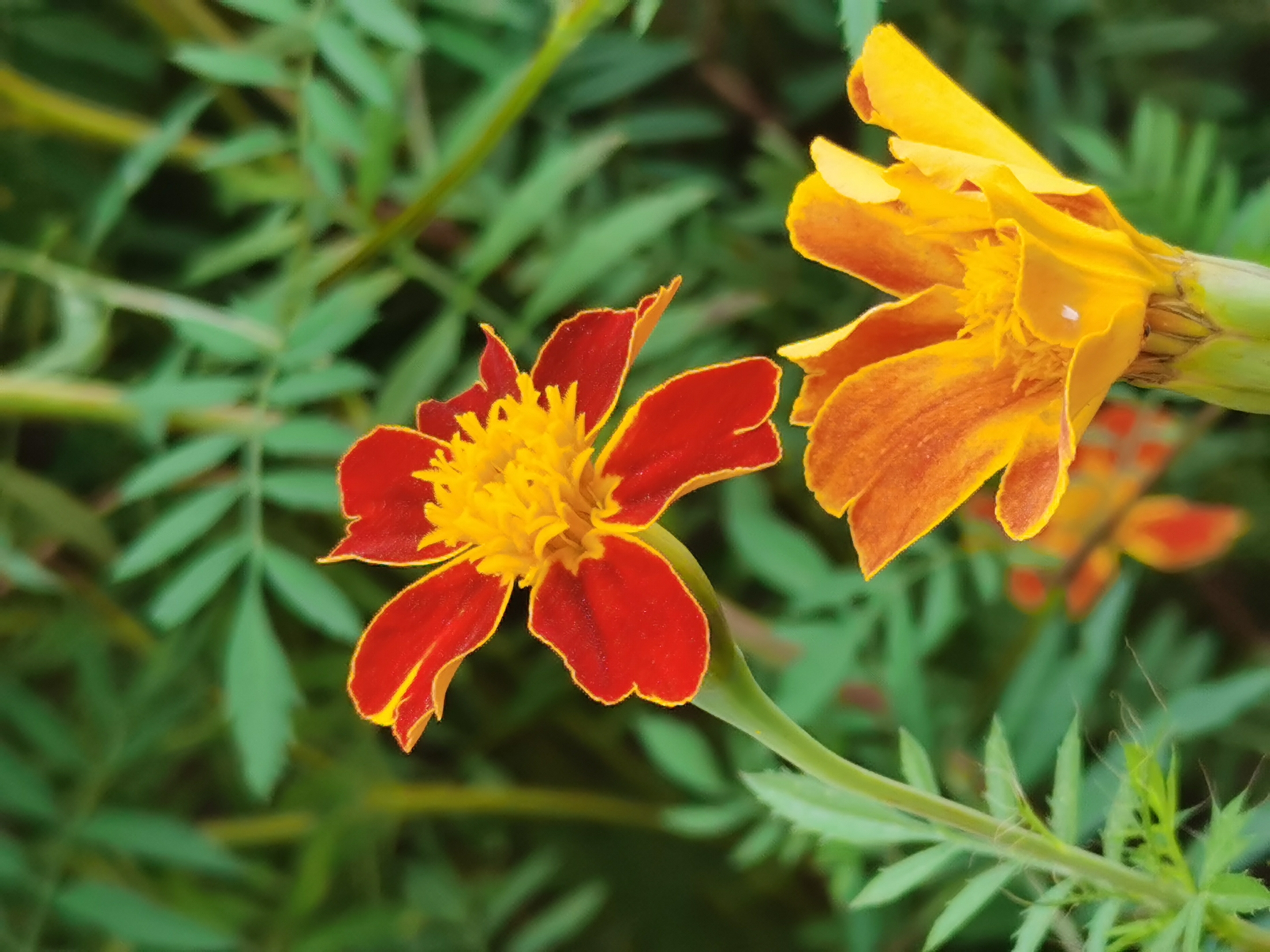 孔雀草(二)(首发)