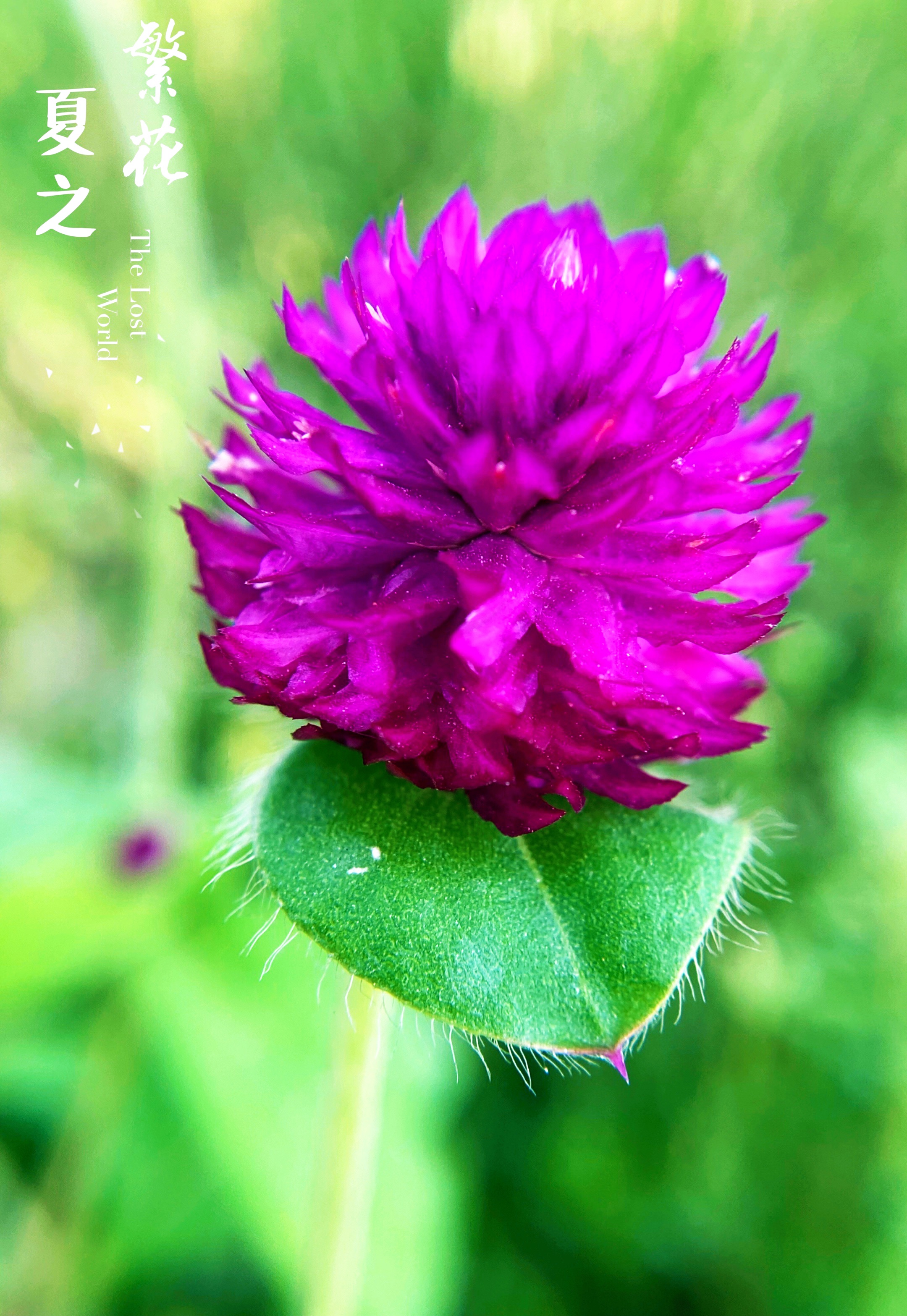 【首发】千日红