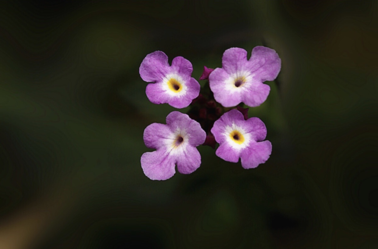 [首发]紫色马缨丹