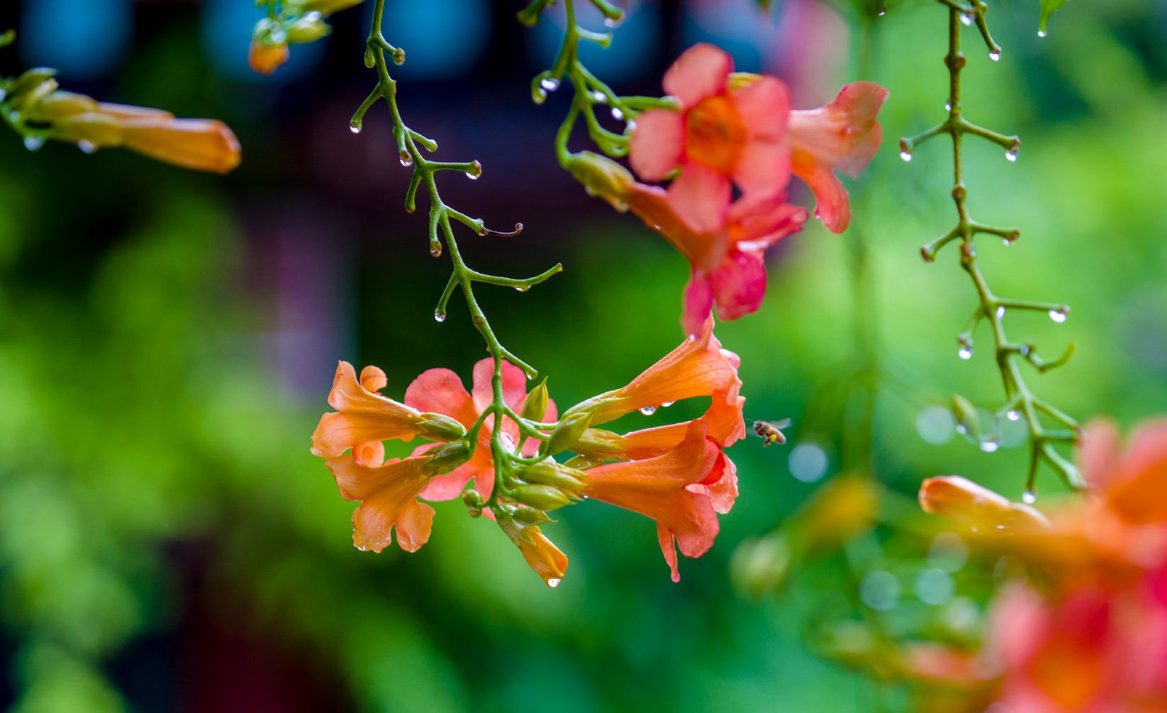 雨中的凌霄花