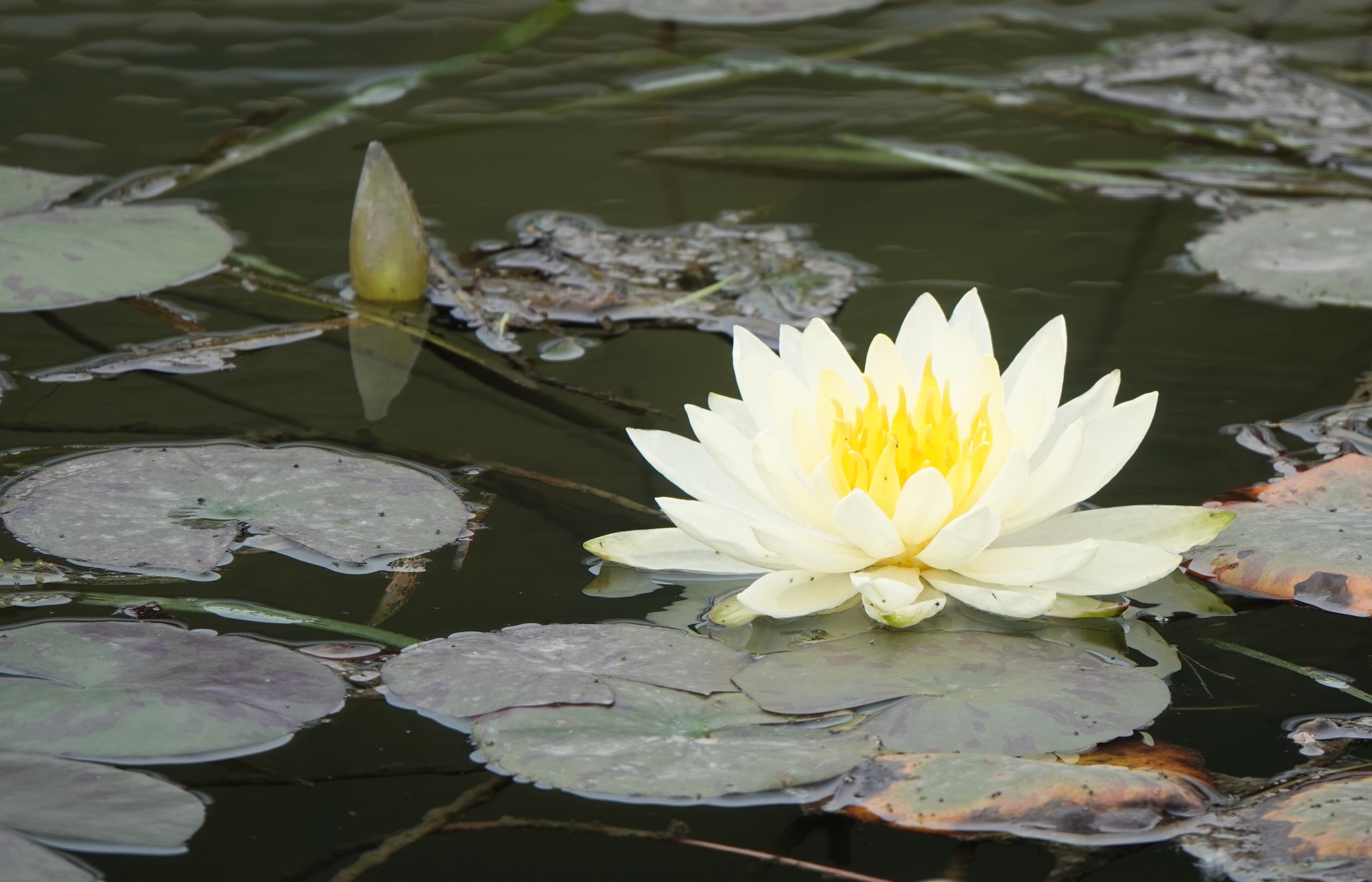 【首发】最美睡莲花正艳