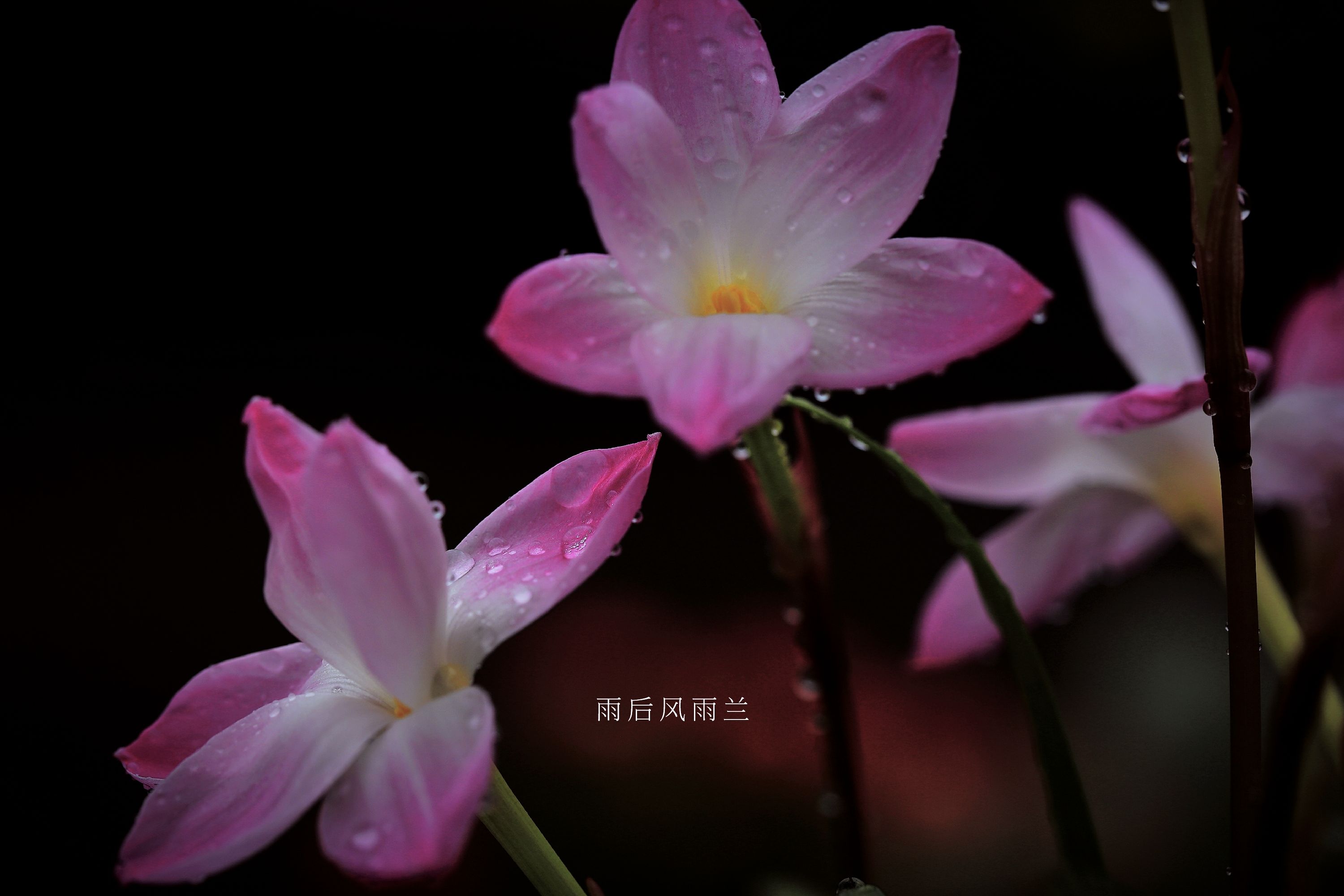【首发】雨后风雨兰(六)