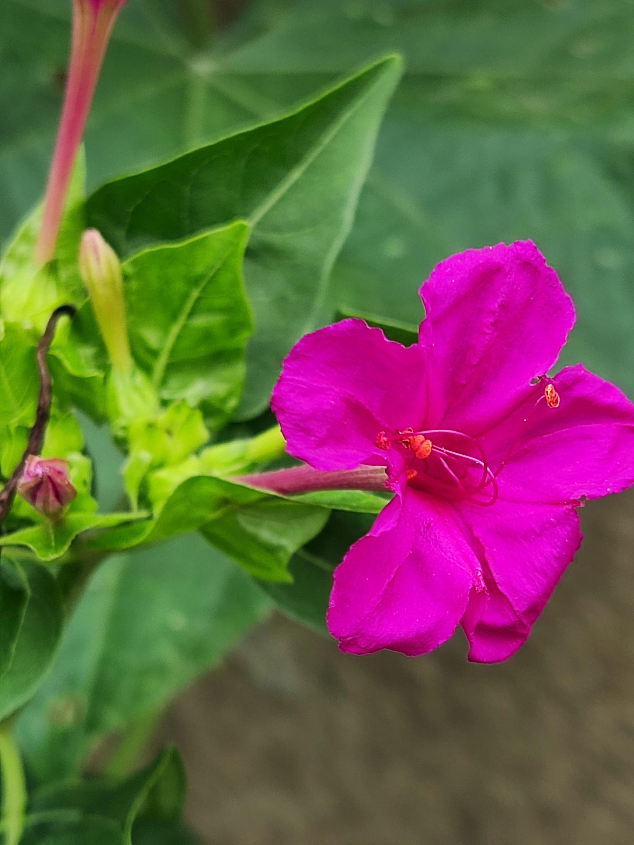 紫茉莉花
