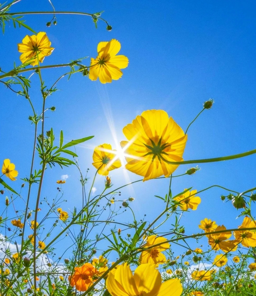 文字:淡雅馨 摄影后期:淡雅馨 喜欢冬日里的每一缕阳光,它是奔向温暖