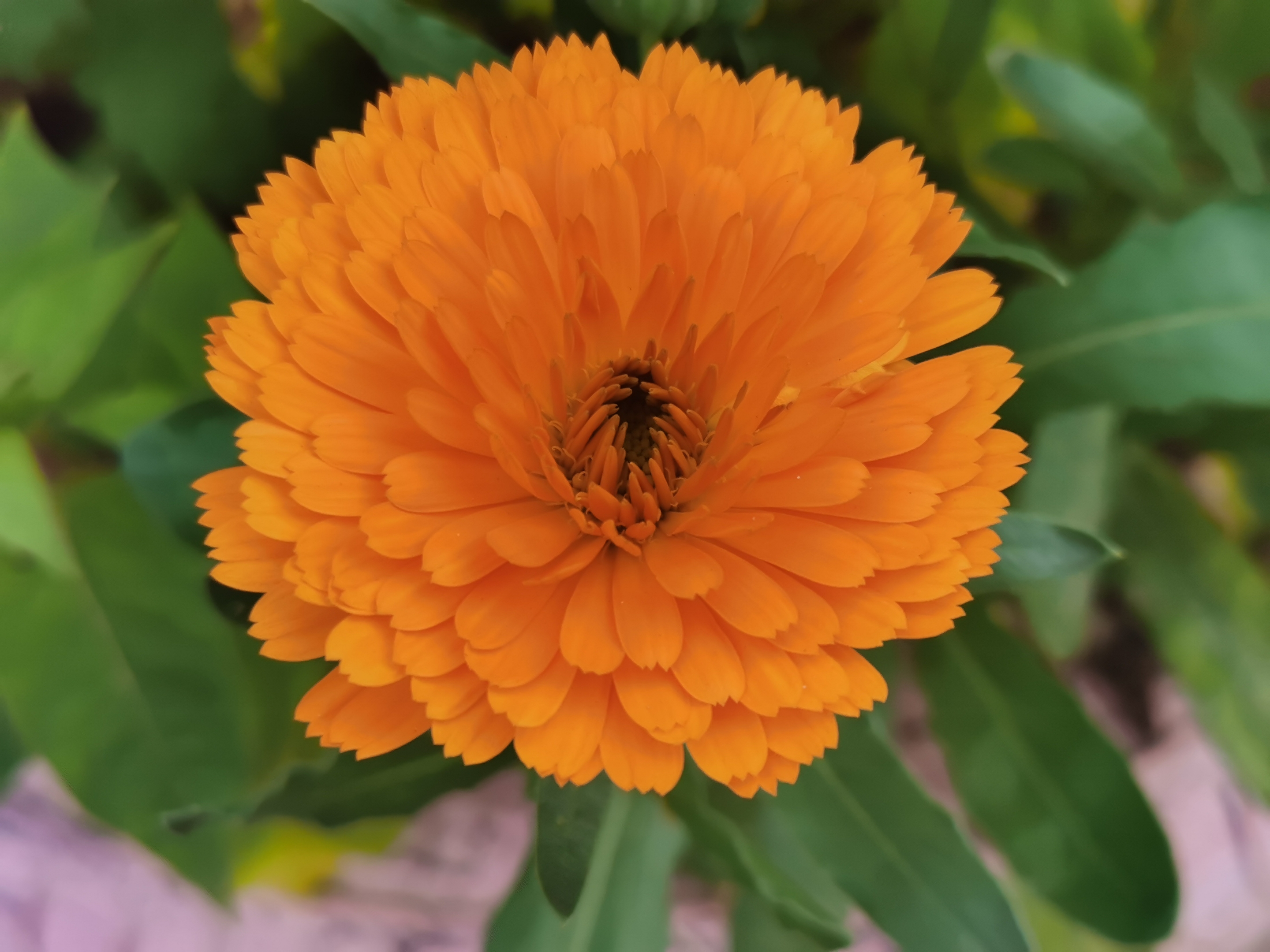 金盏花(二)(首发)