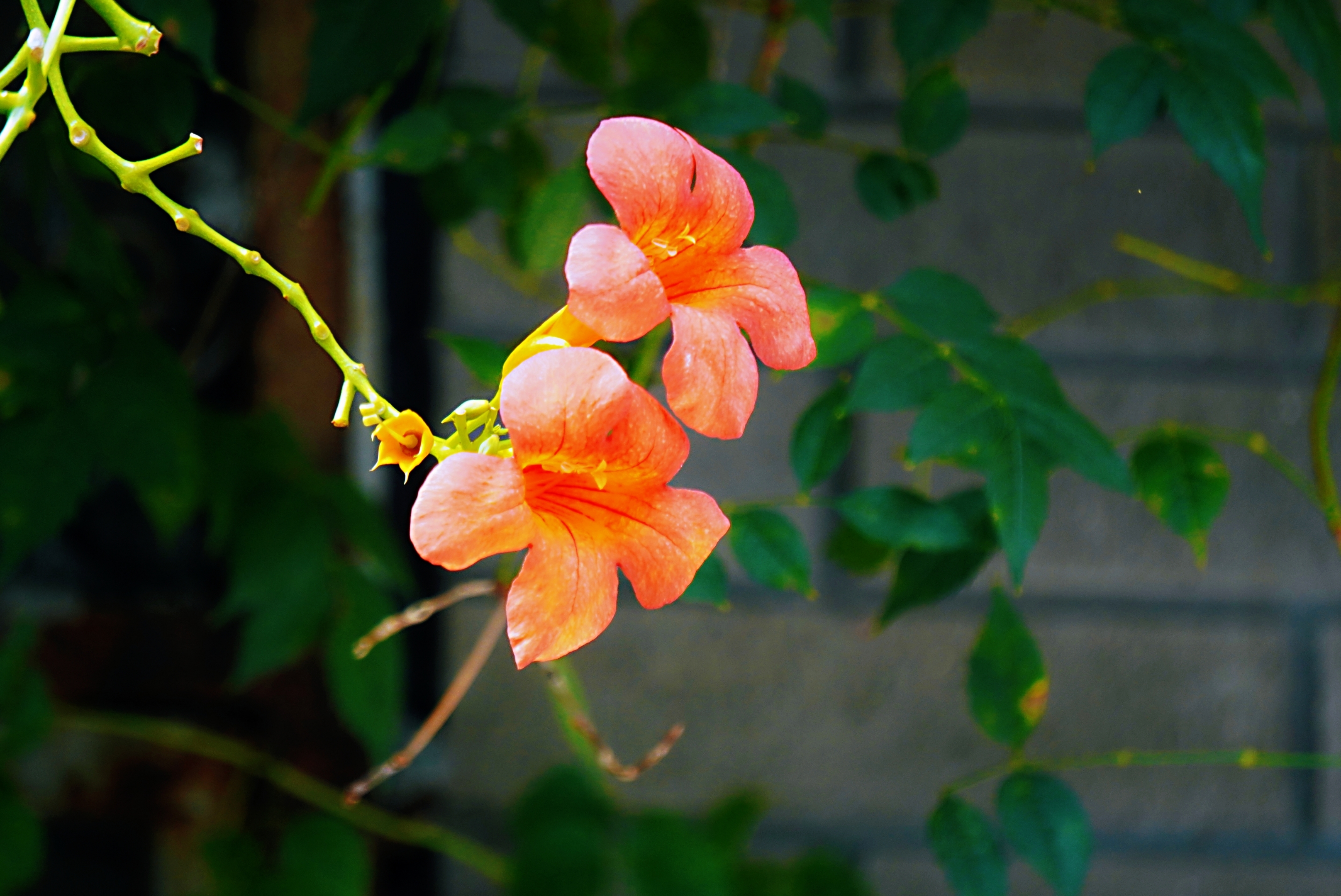 再拍凌霄花(二)【原创首发】