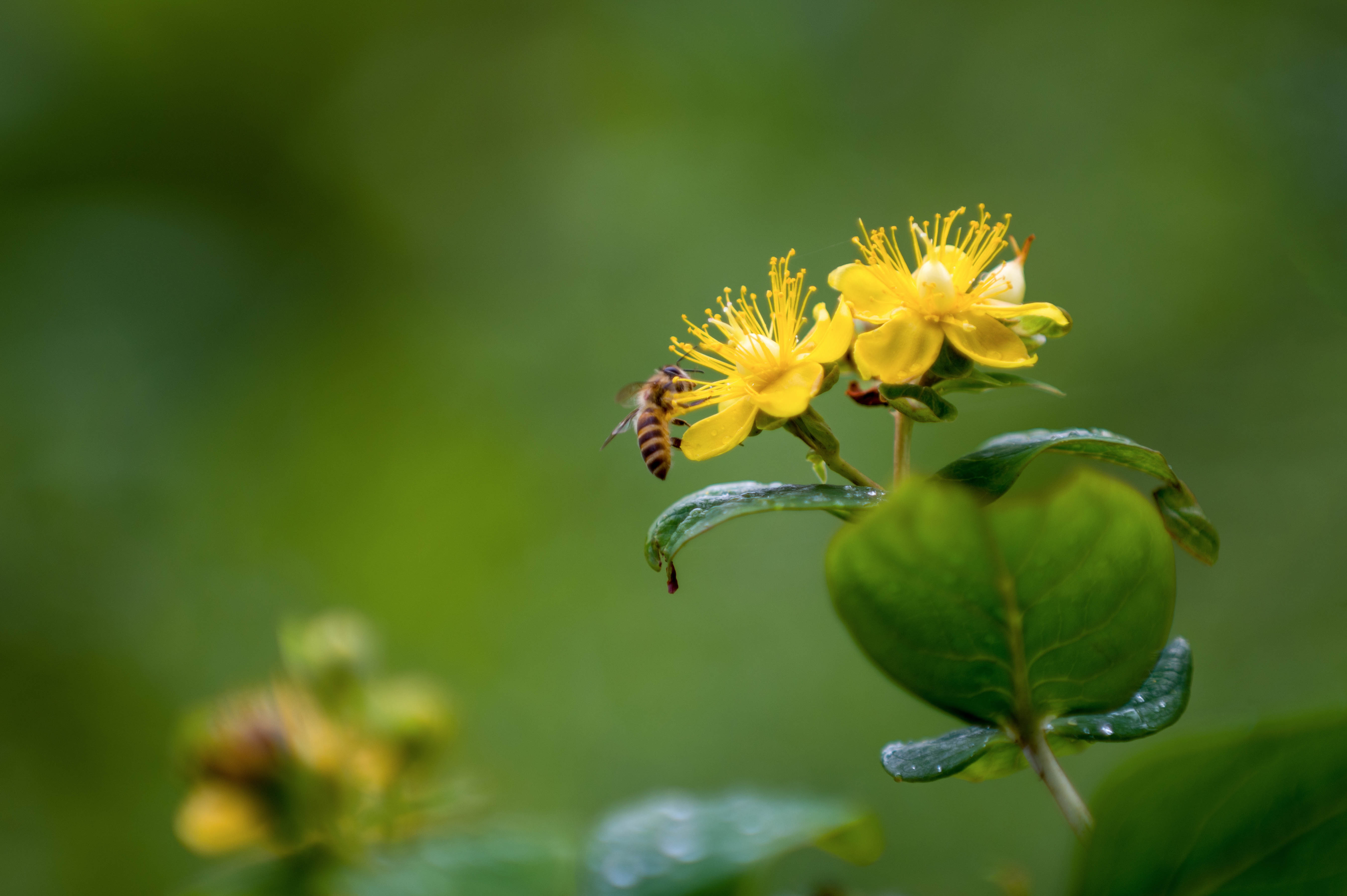 (首发)浆果金丝桃