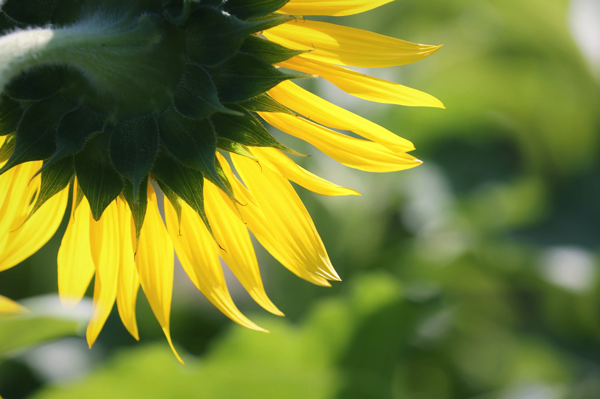 《柔光下之向日葵花》