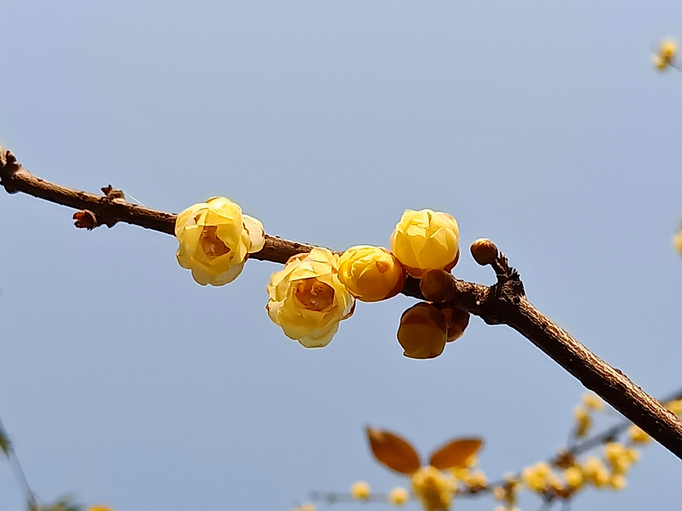 腊梅花图片真实(腊梅花图片大全 高清)