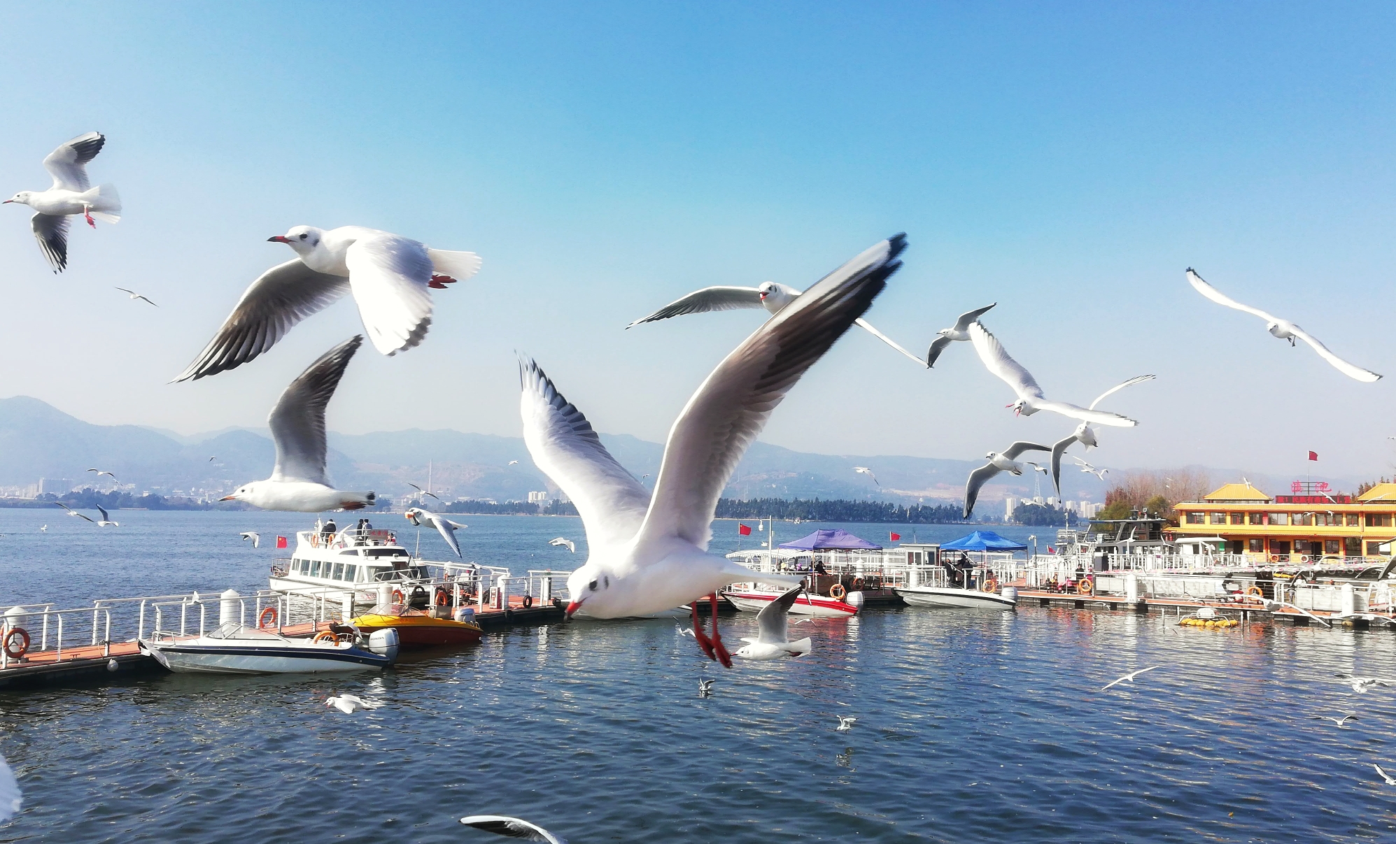 冬天的云南昆明海埂大坝或海埂公园因海鸥而热闹因湖水而静谧遥望滇池