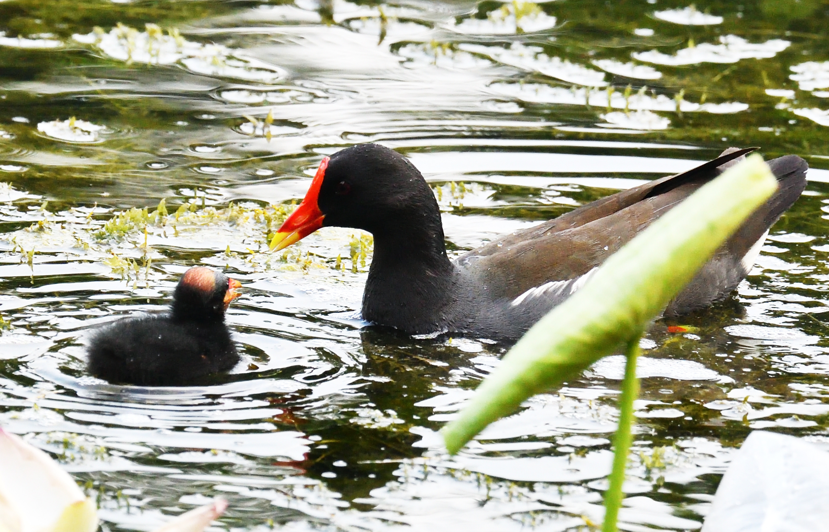 黑水鸡喂仔记录