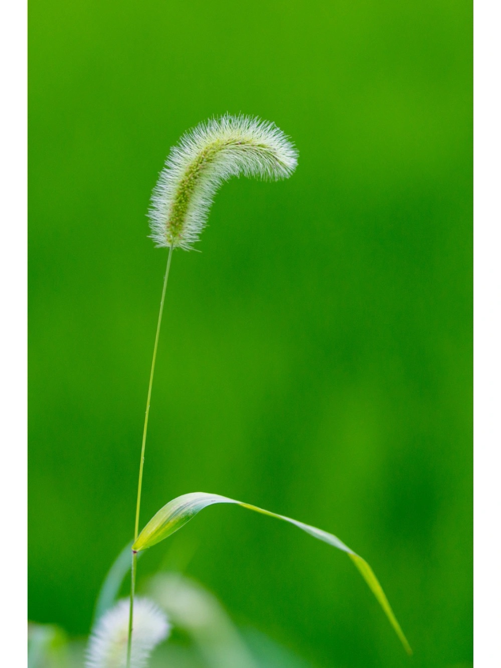 《狗尾巴草》