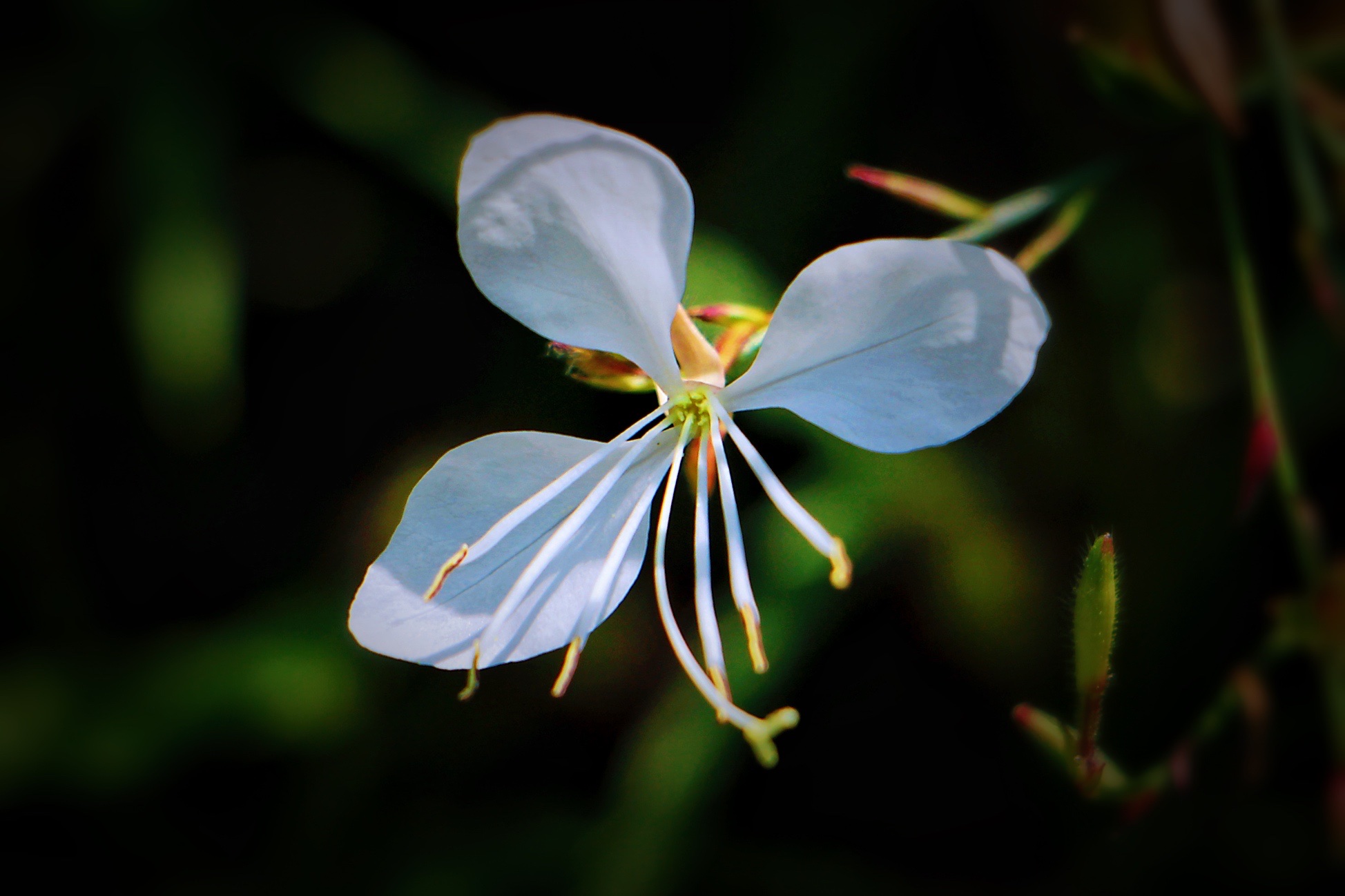 【首发】微拍白蝶花