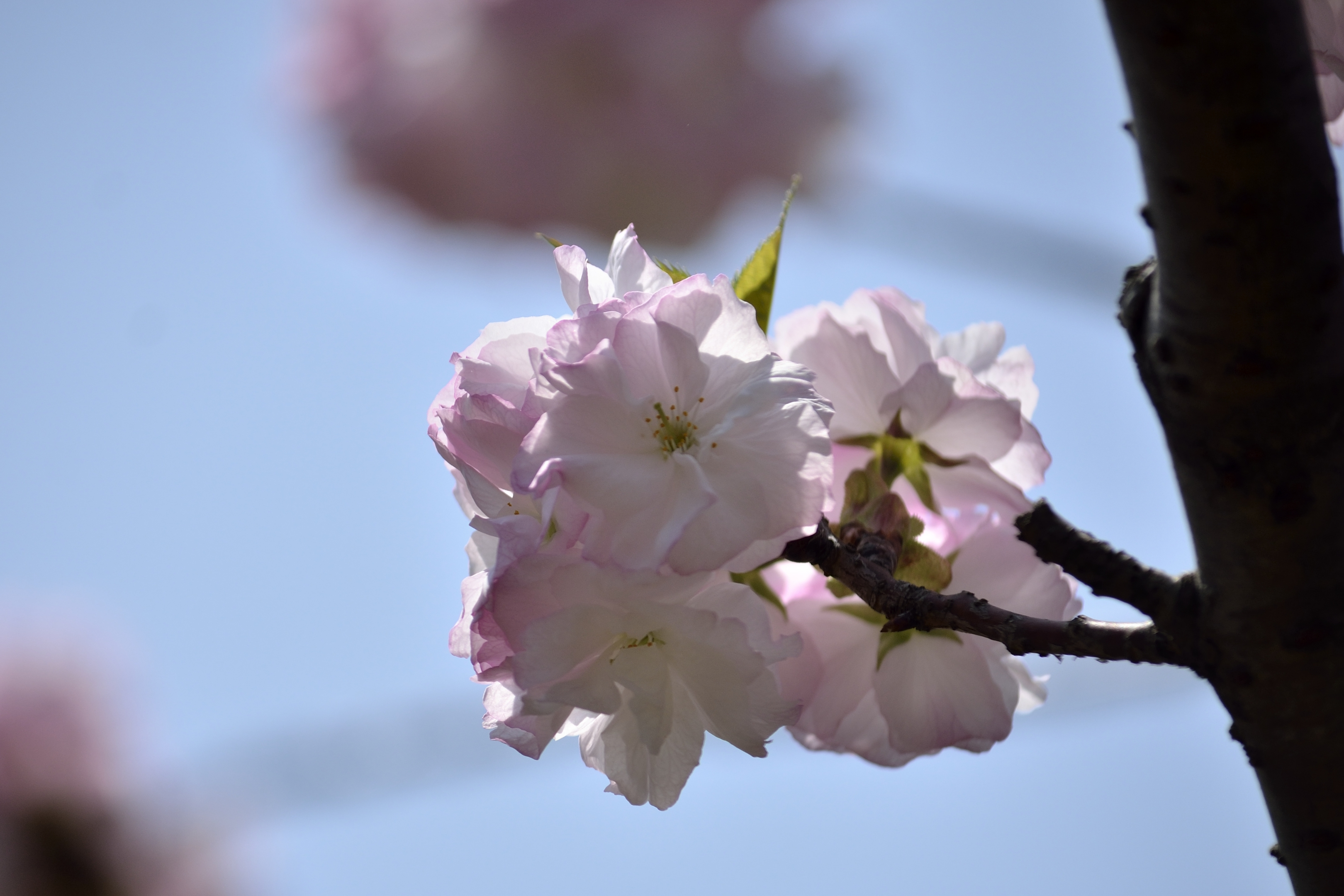 樱花系列一福禄寿樱花(首发)