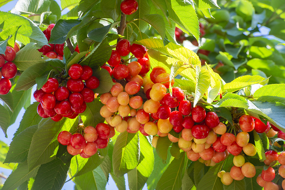 百亩红樱桃等你来