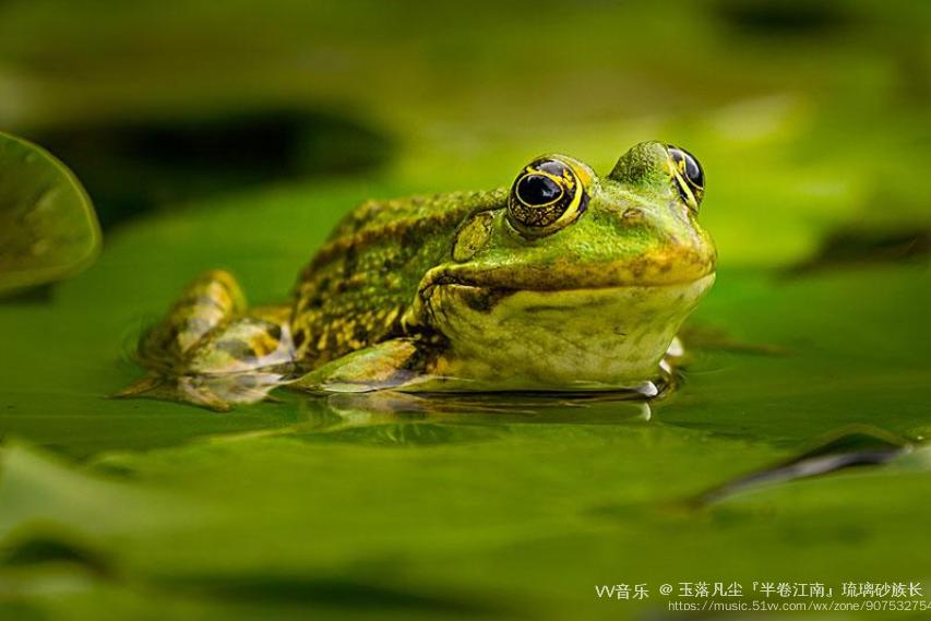 【西窗剪烛】诗词合集(第928集)之——《荷花鸟蛙》【原创首发】