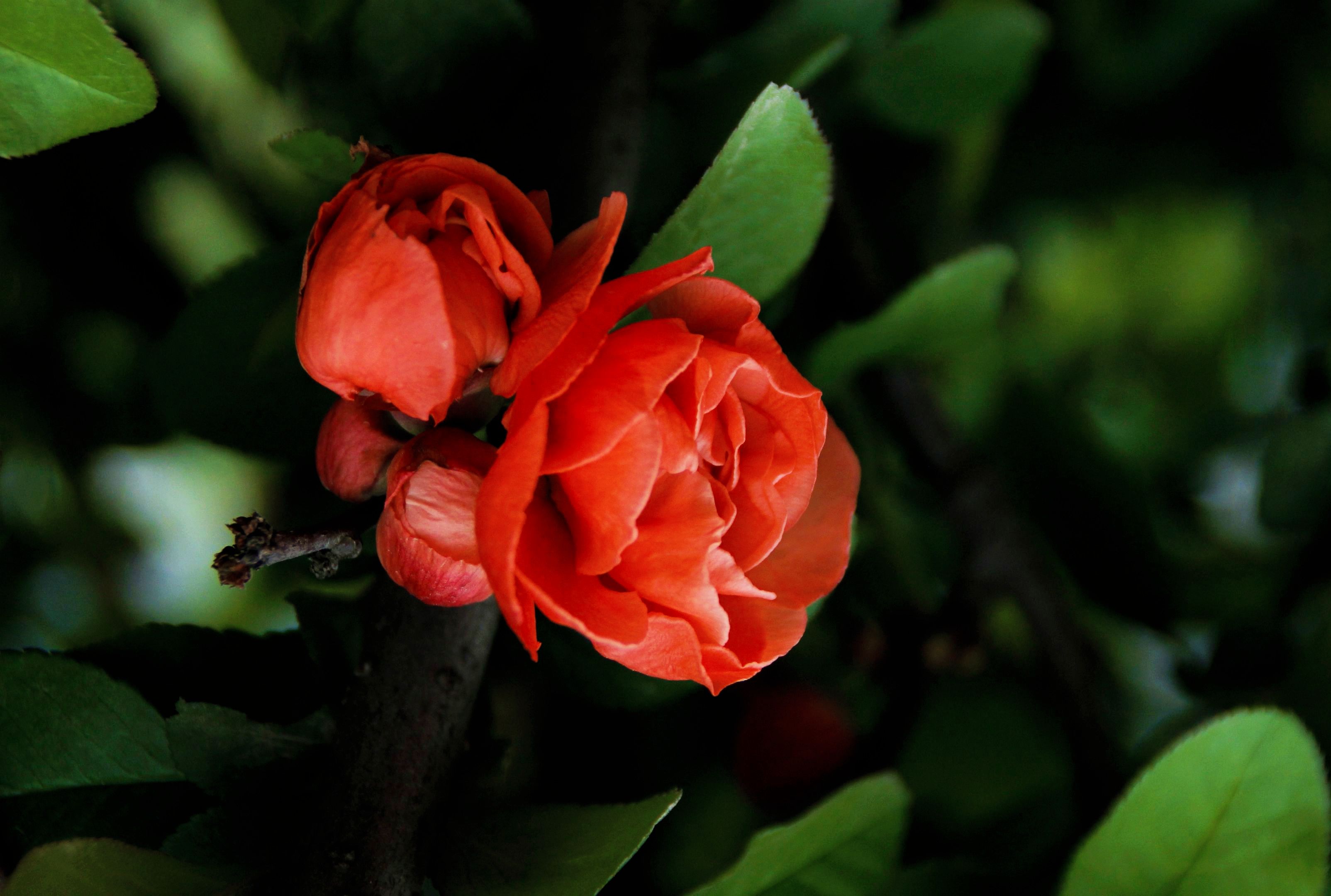 【首发】日本海棠花③