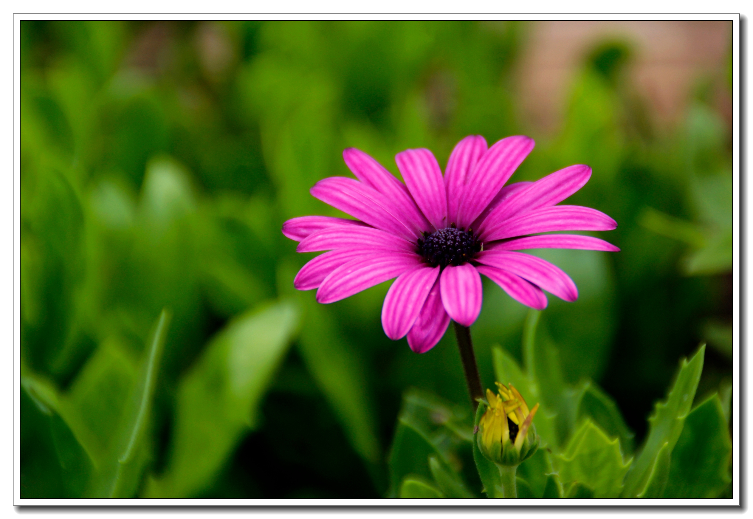 【首发】雨中蓝目菊的样子