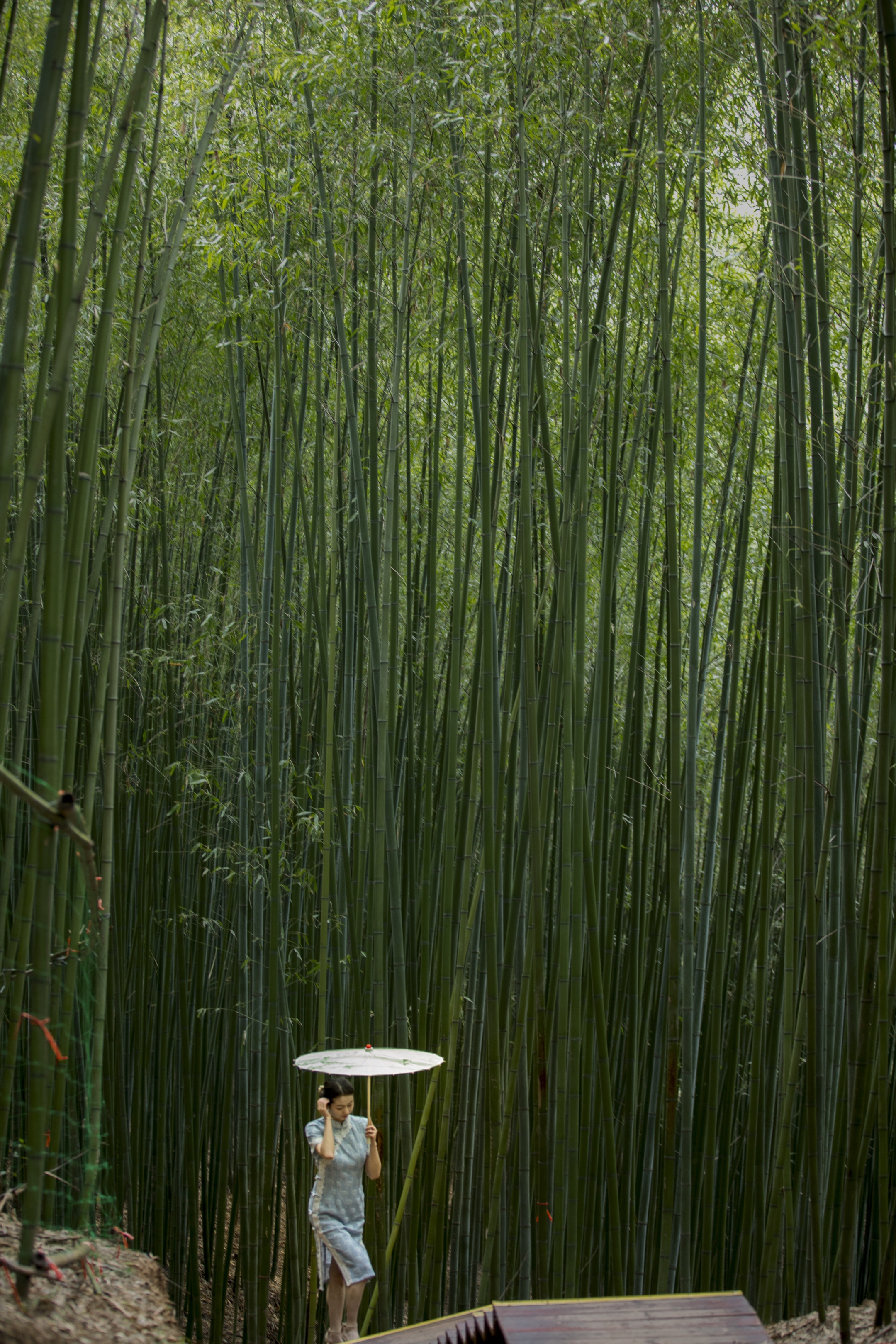 竹子风景图片手机壁纸图片