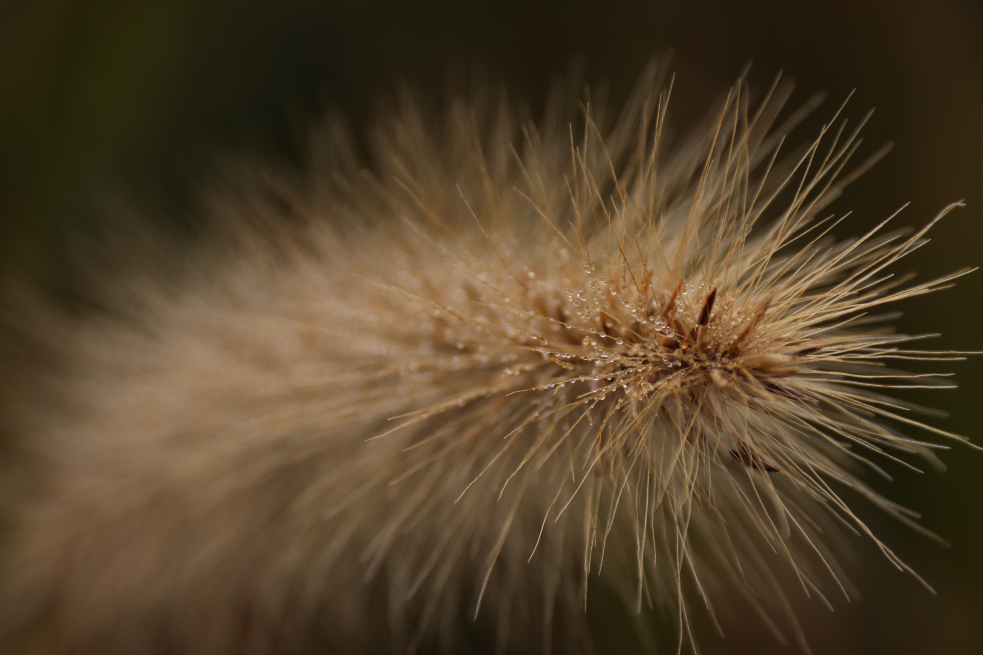 【首发】狗尾巴花开