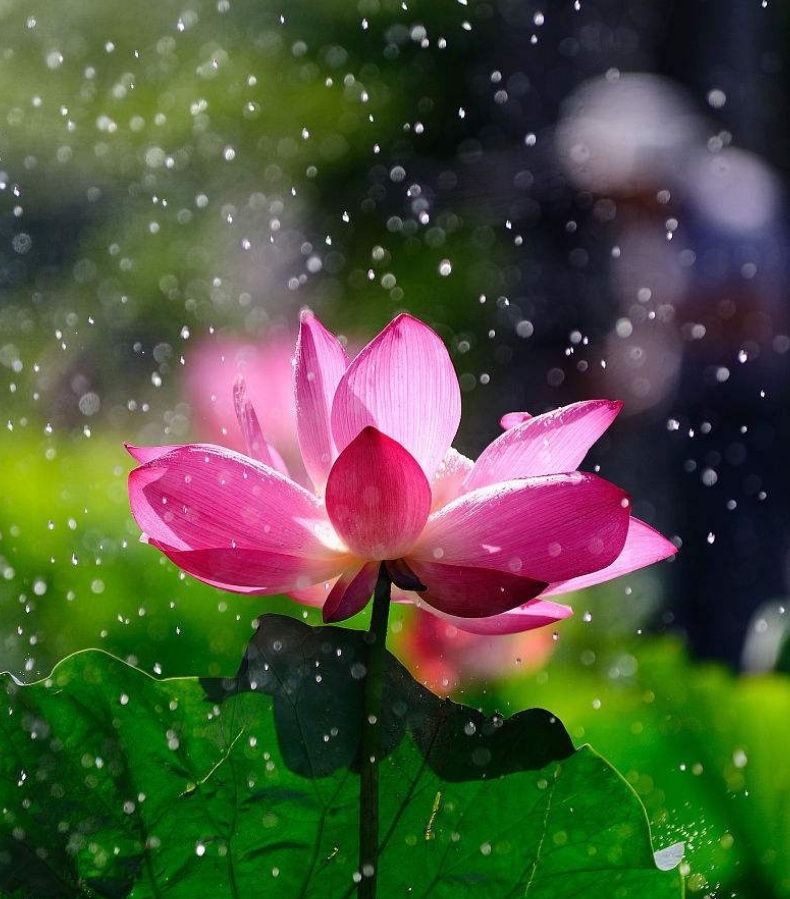 (雨中花),婉约着一泓浓情,馨香了一程浪漫