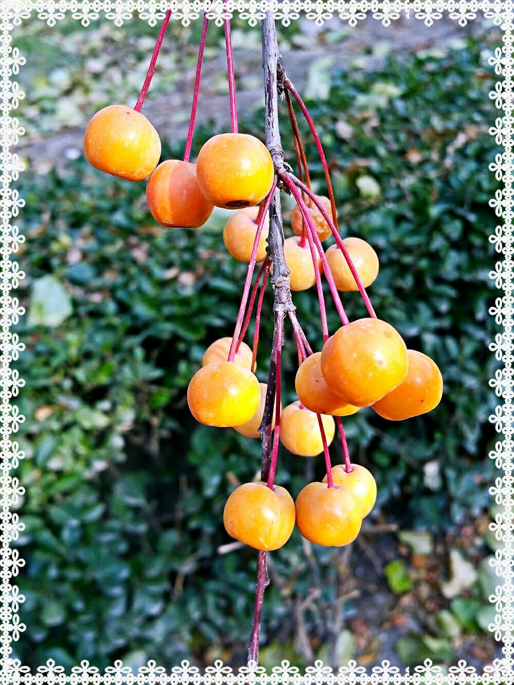 美丽冬红海棠果