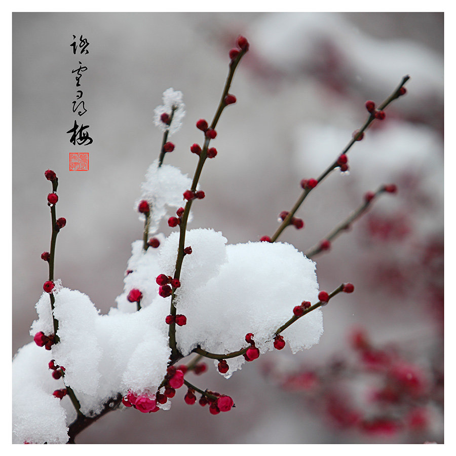 寻梅美文,美文文字,寻梅(第2页)_大山谷图库