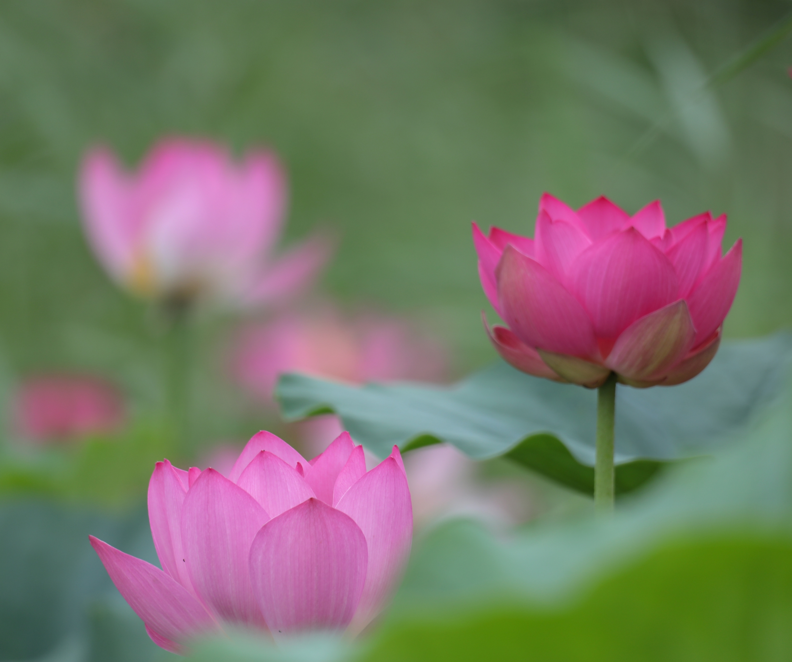 荷花花果期图片图片