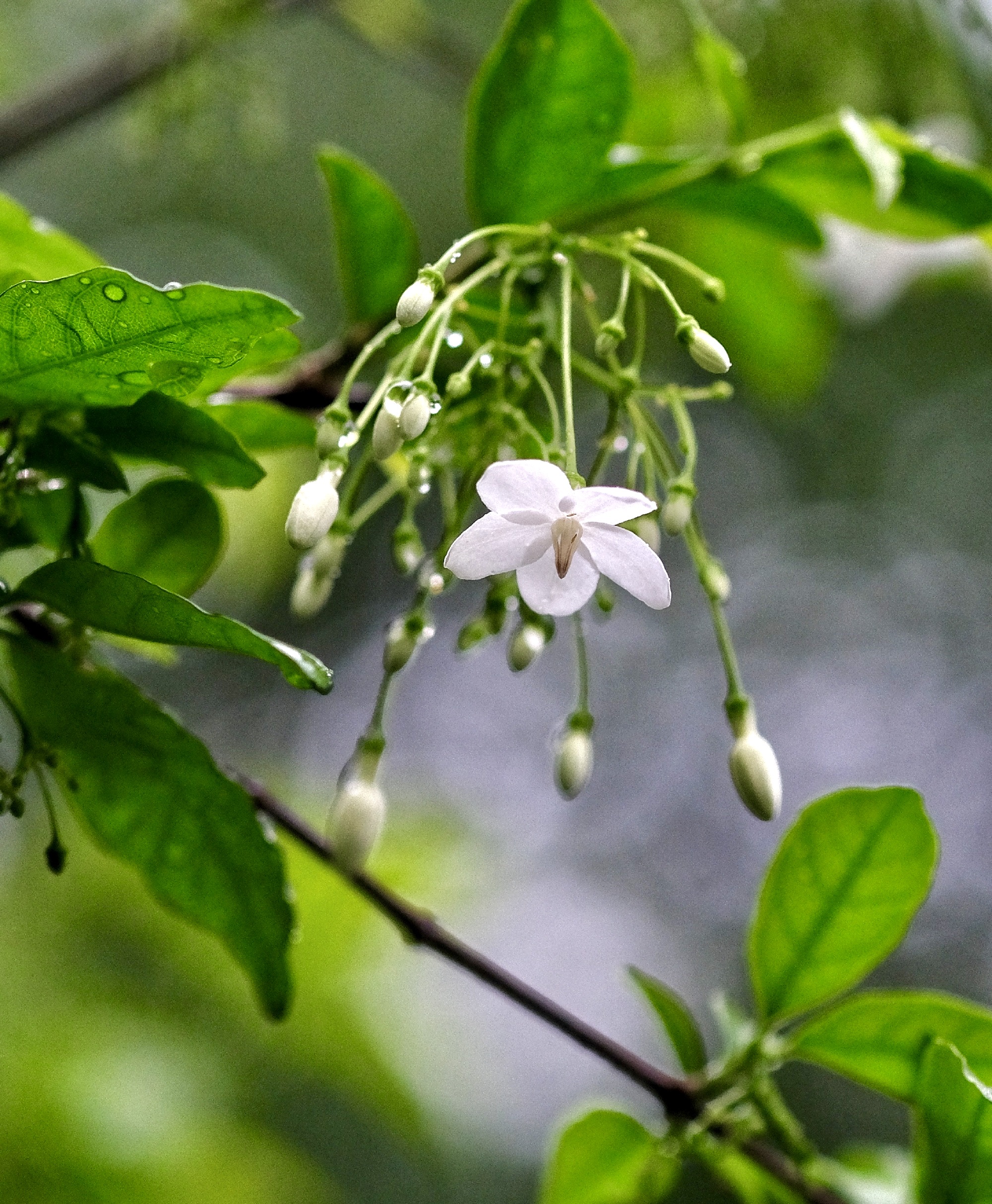 【首发】花城广州～水梅