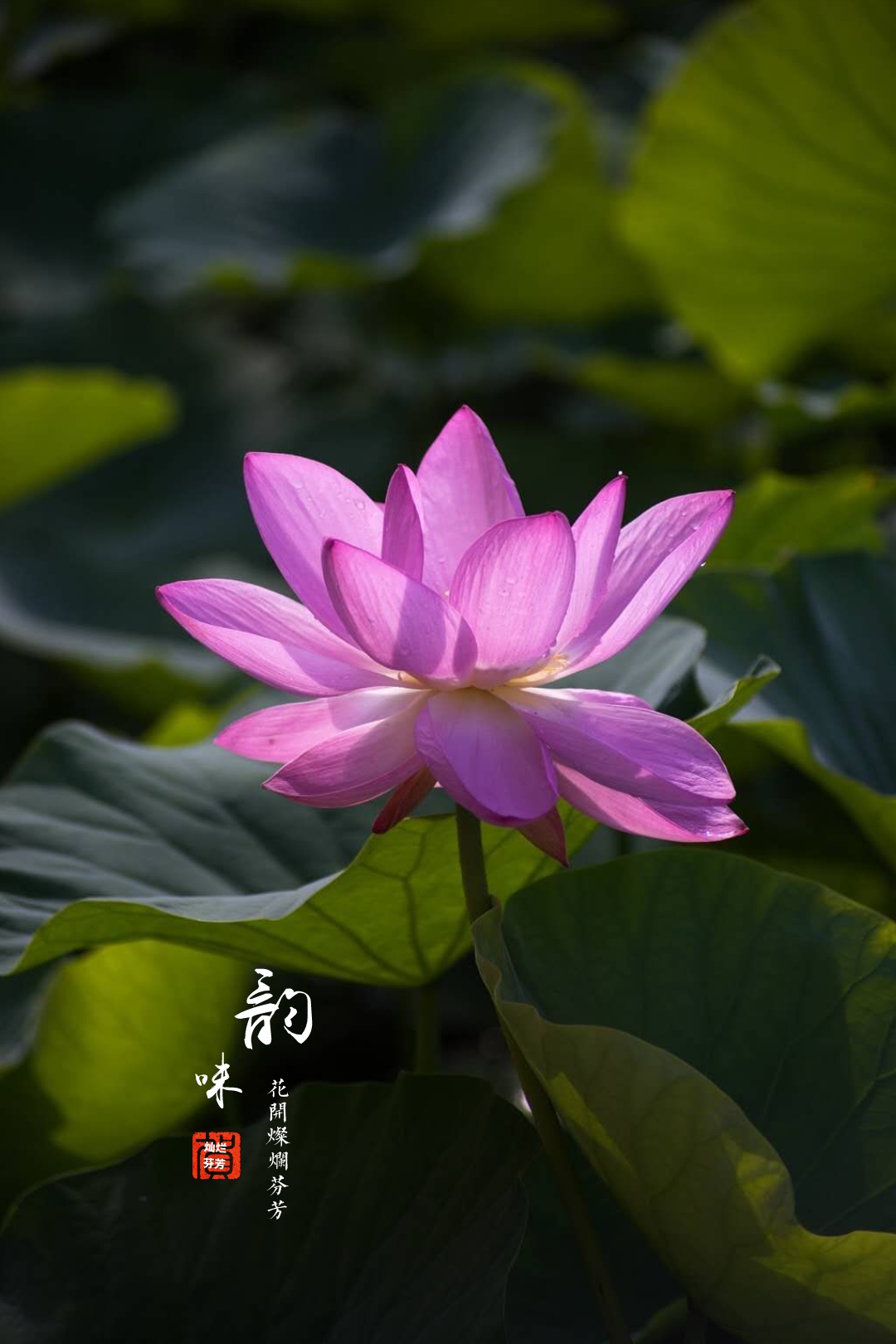 夏荷之韵