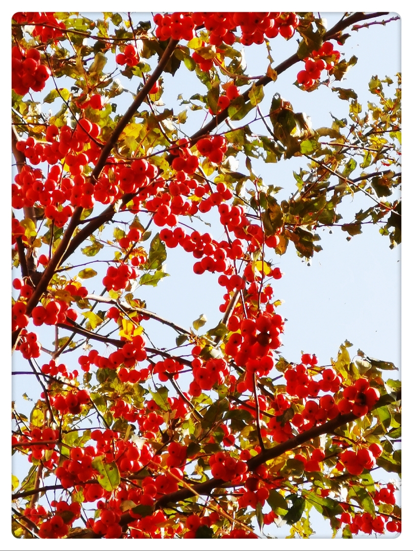 冬红海棠树图片