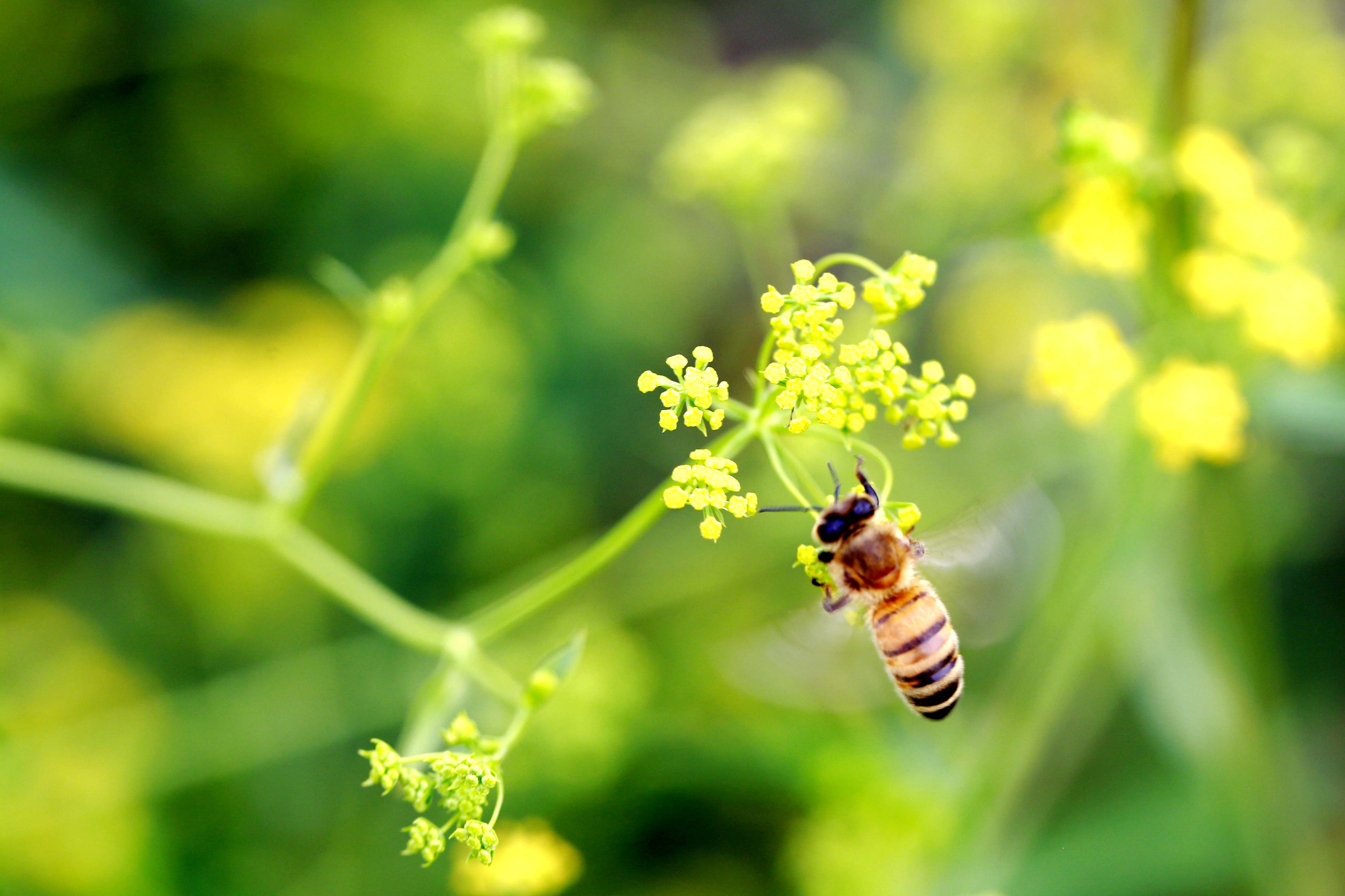 柴胡花开黄灿灿
