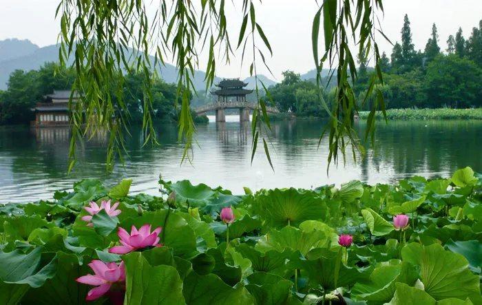 【七绝】鱼戏莲塘叶底穿