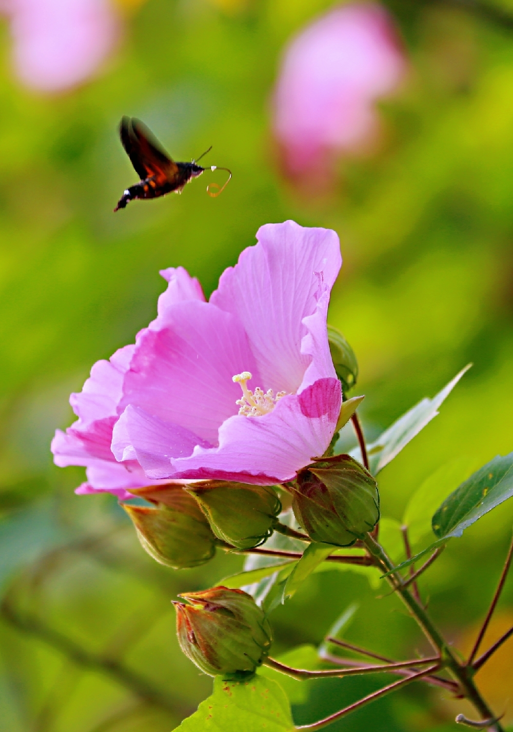 秋天最迷人的花木槿花