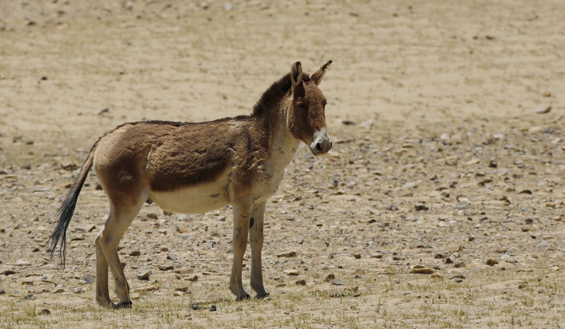 记者藏獒格桑玛驴图片