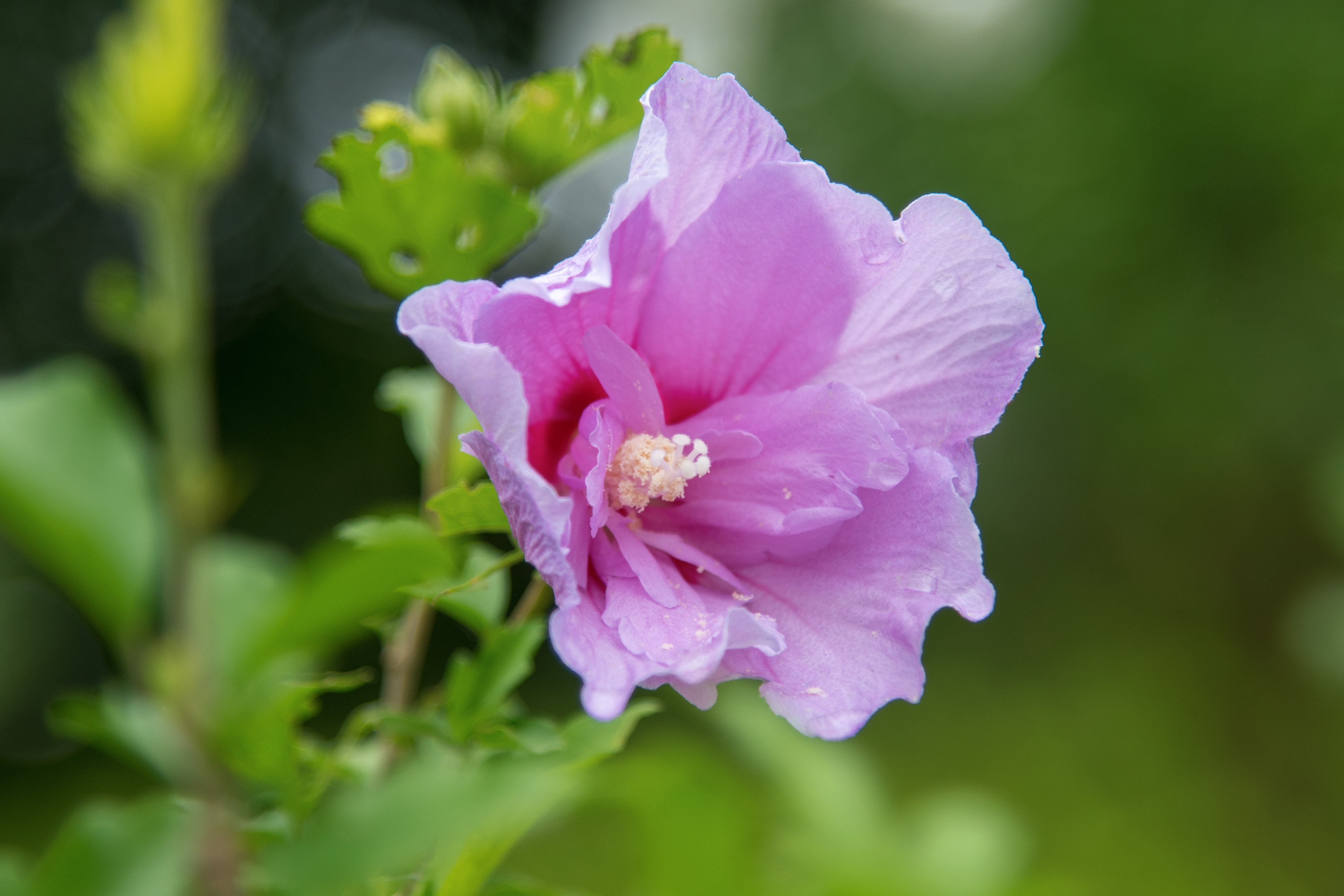 (首发)木槿花