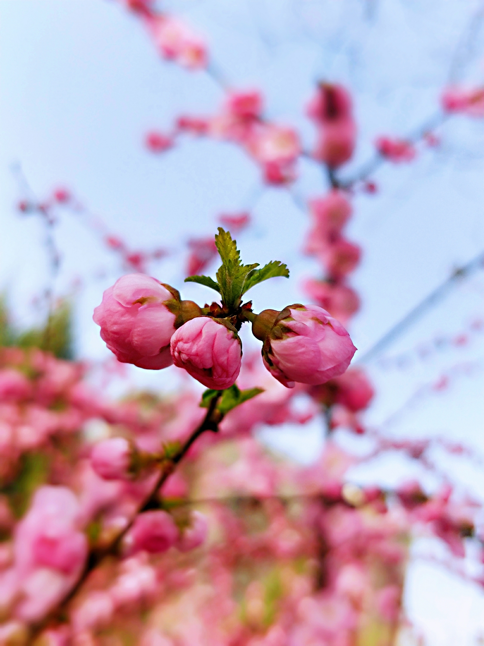 花团锦簇小桃红