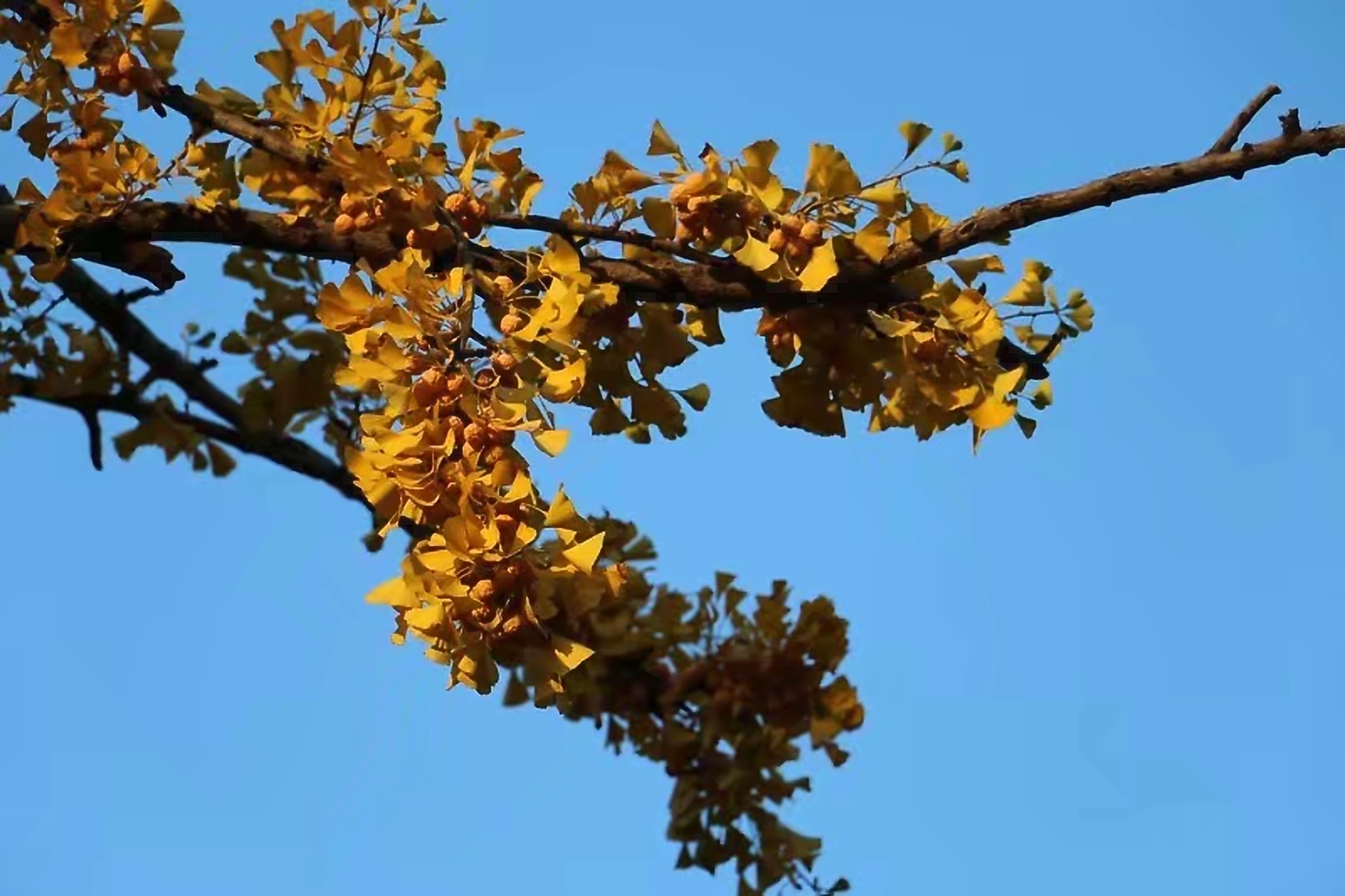 丹东秋韵银杏树