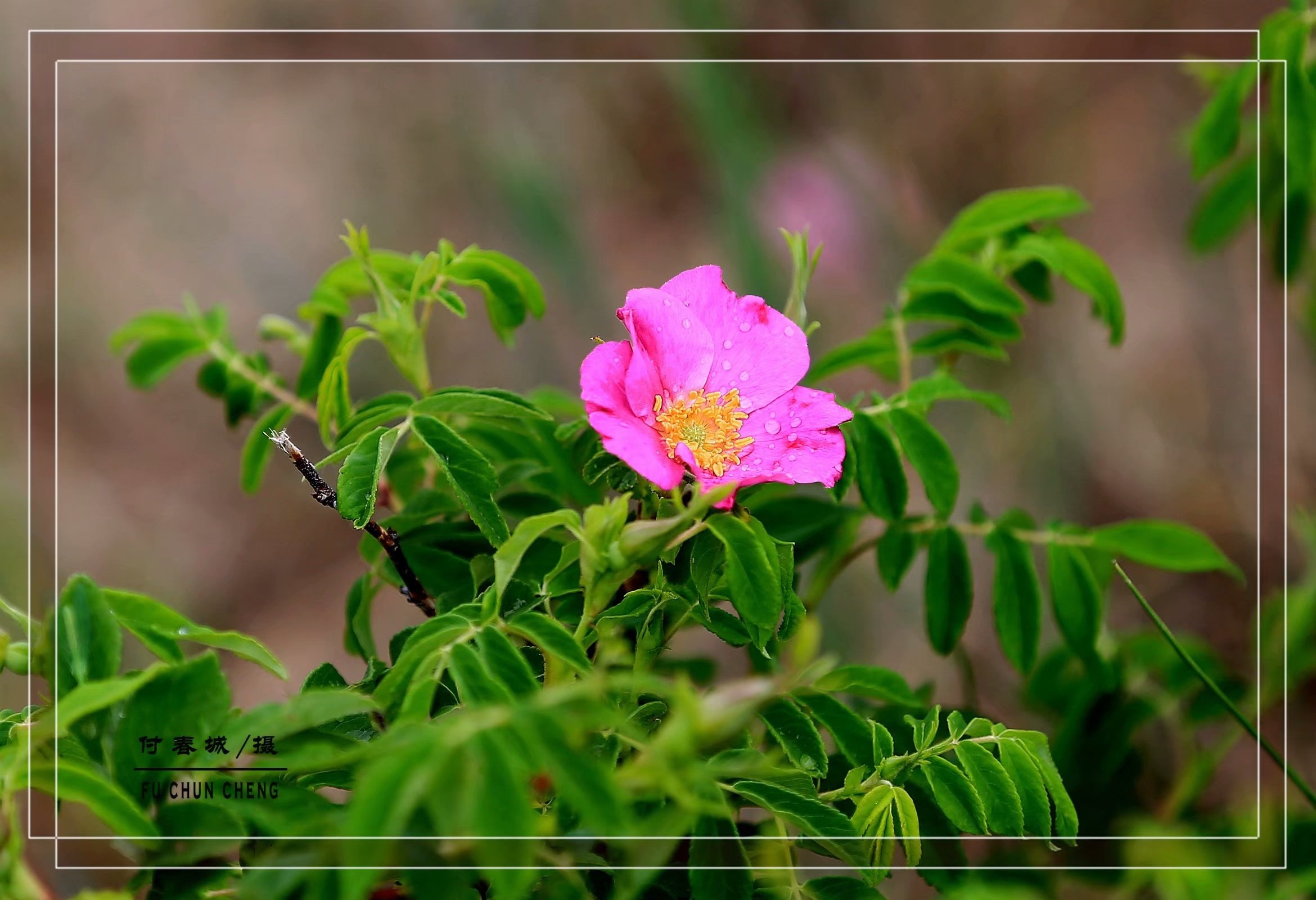 (原创首发)顽强的山刺玫
