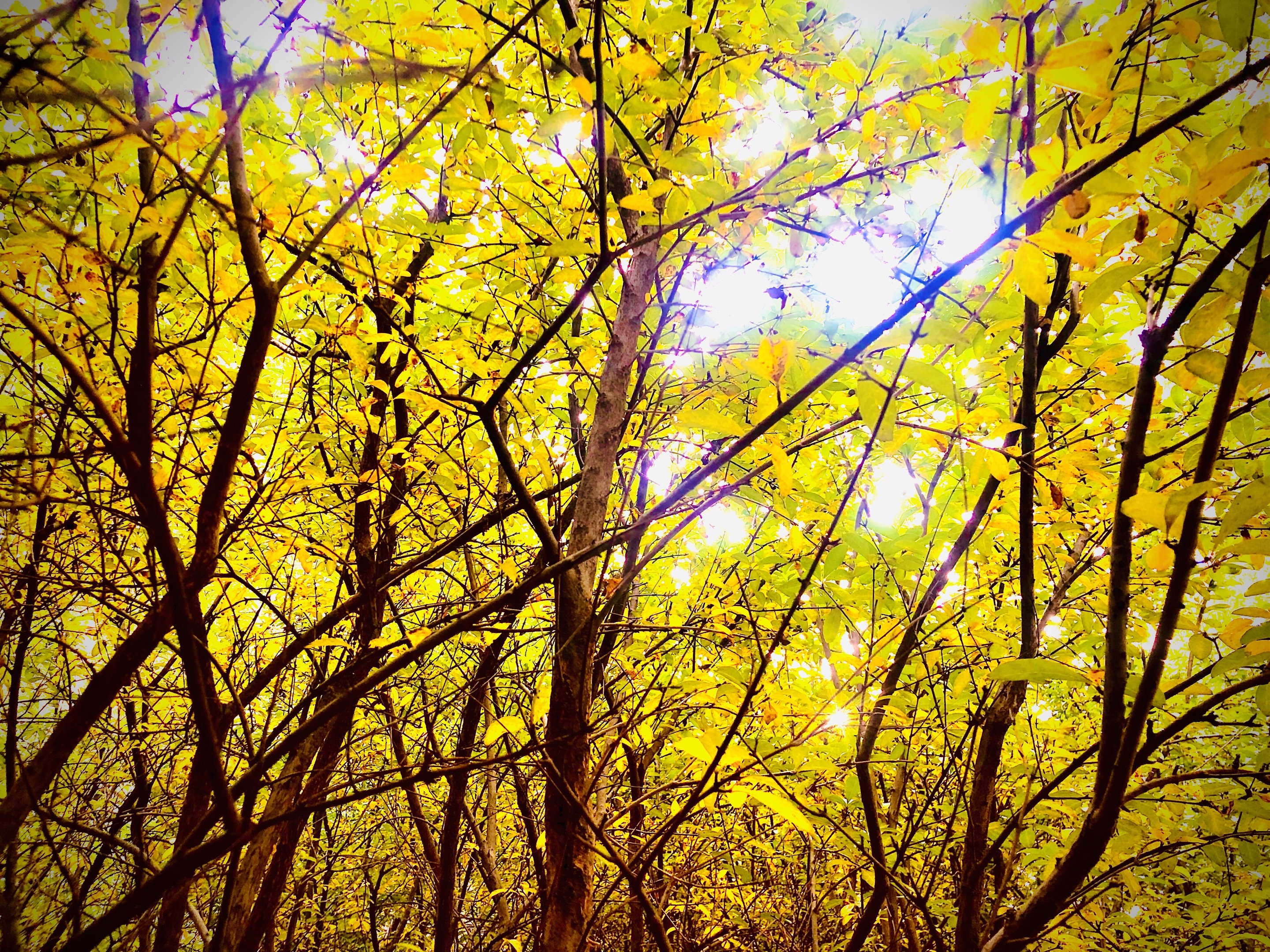 秋叶叠愁          (原创) 风摇婆娑惹新愁, 日落斑驳叠重秋.