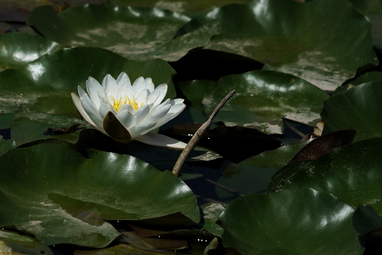 冰清玉洁水中仙