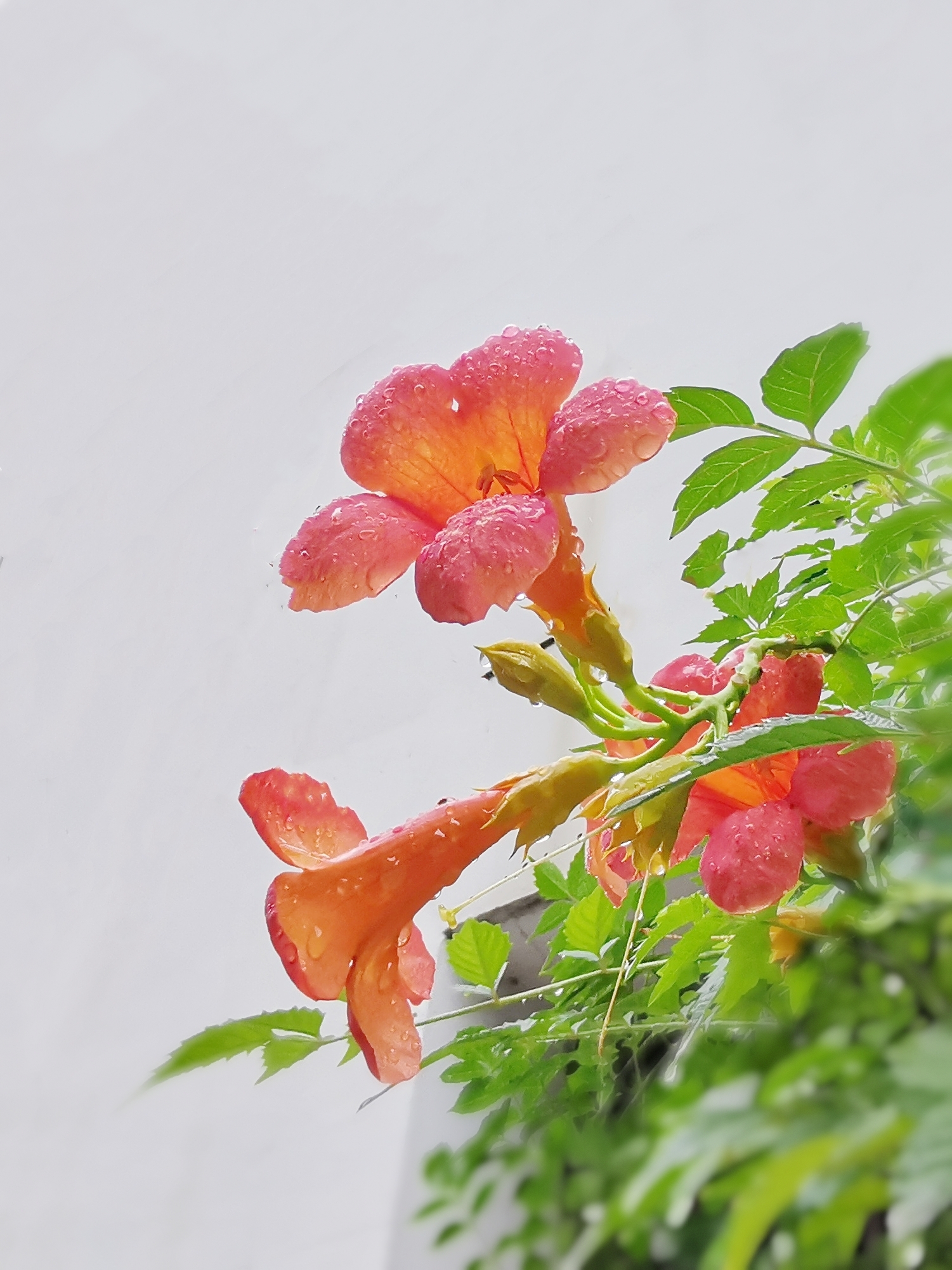 【首发】雨后凌霄花