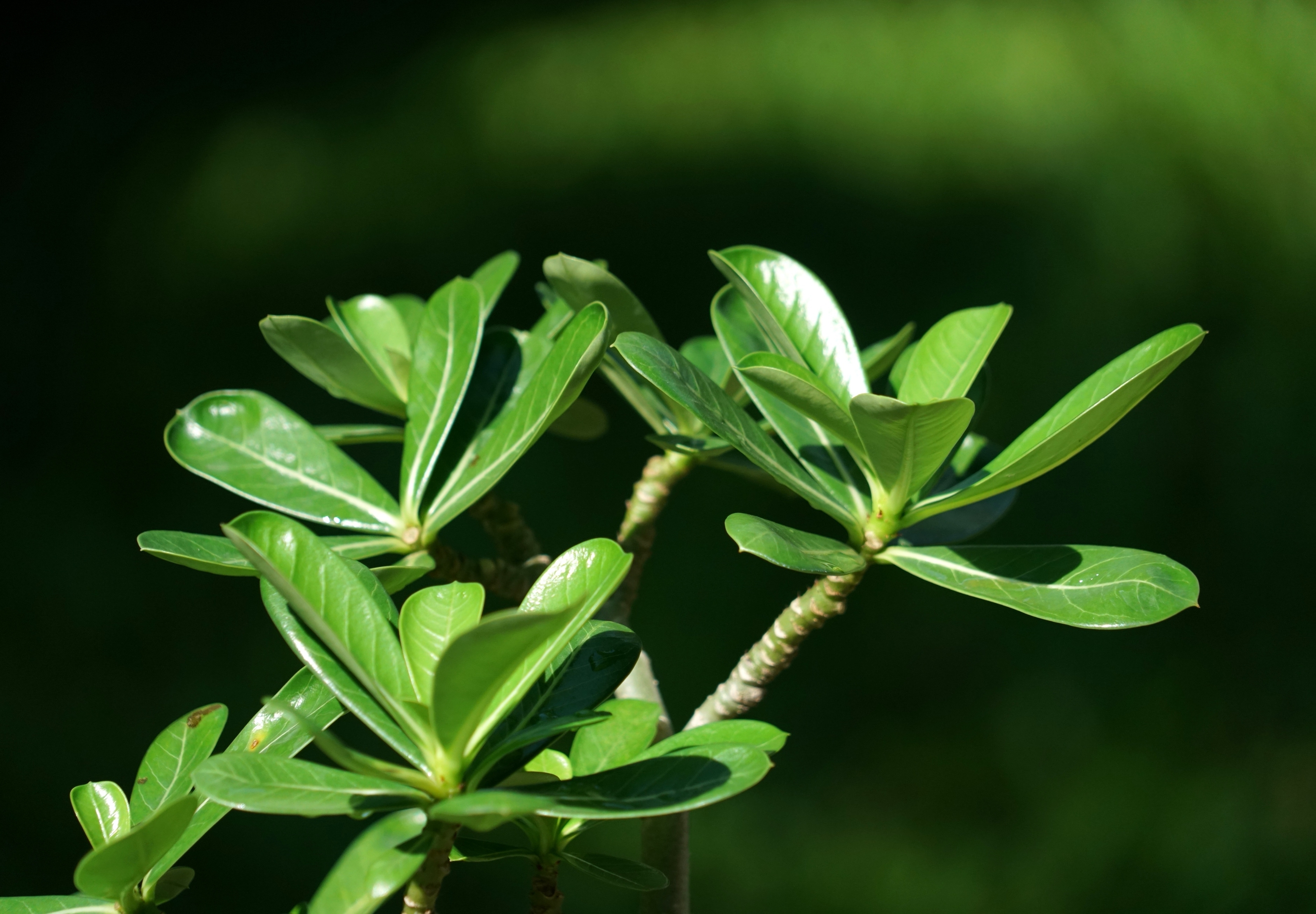 娇艳绚丽天宝花