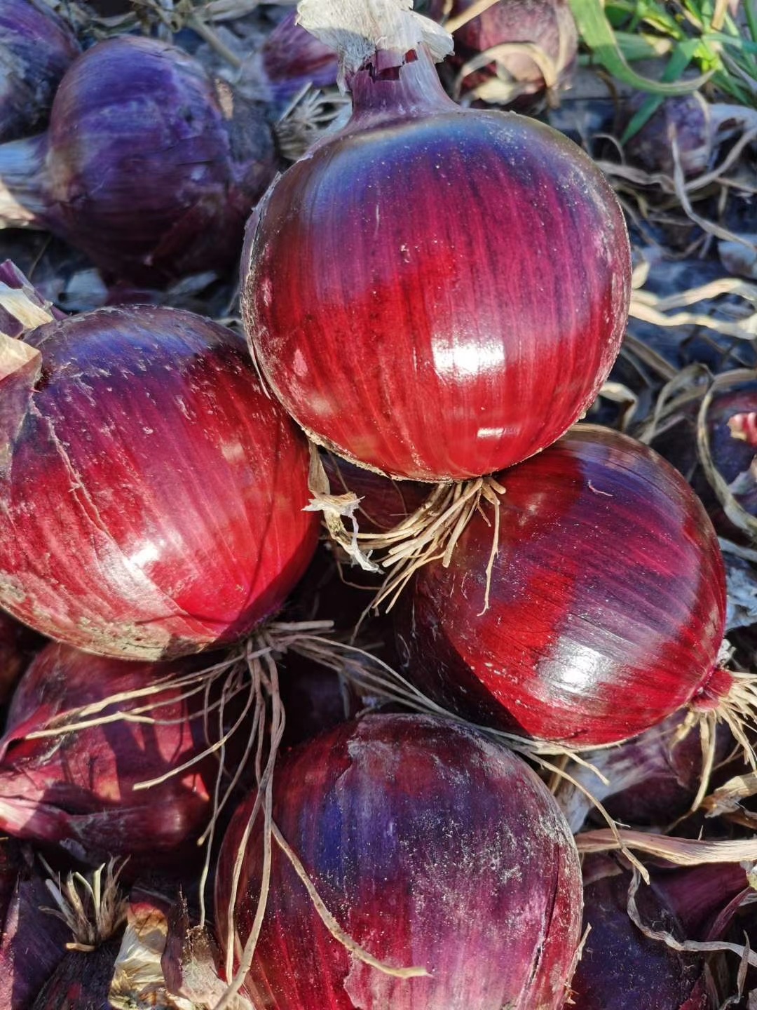 酒泉鸿利得种业洋葱品种红优九号